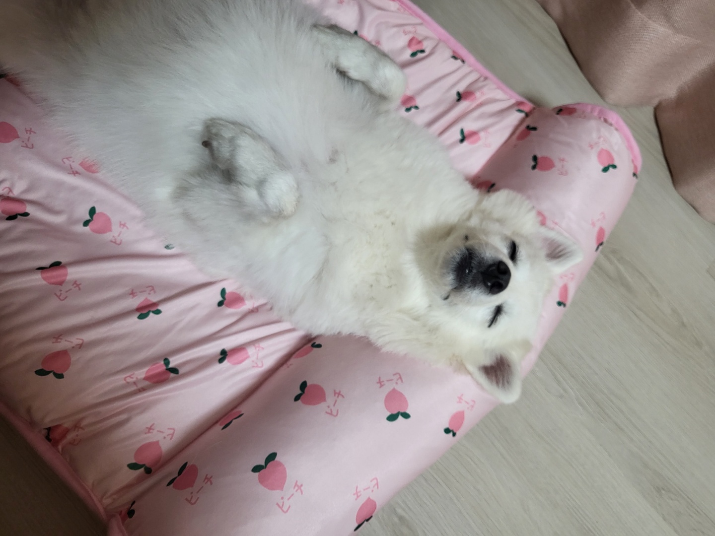 건강하개..행복하개..