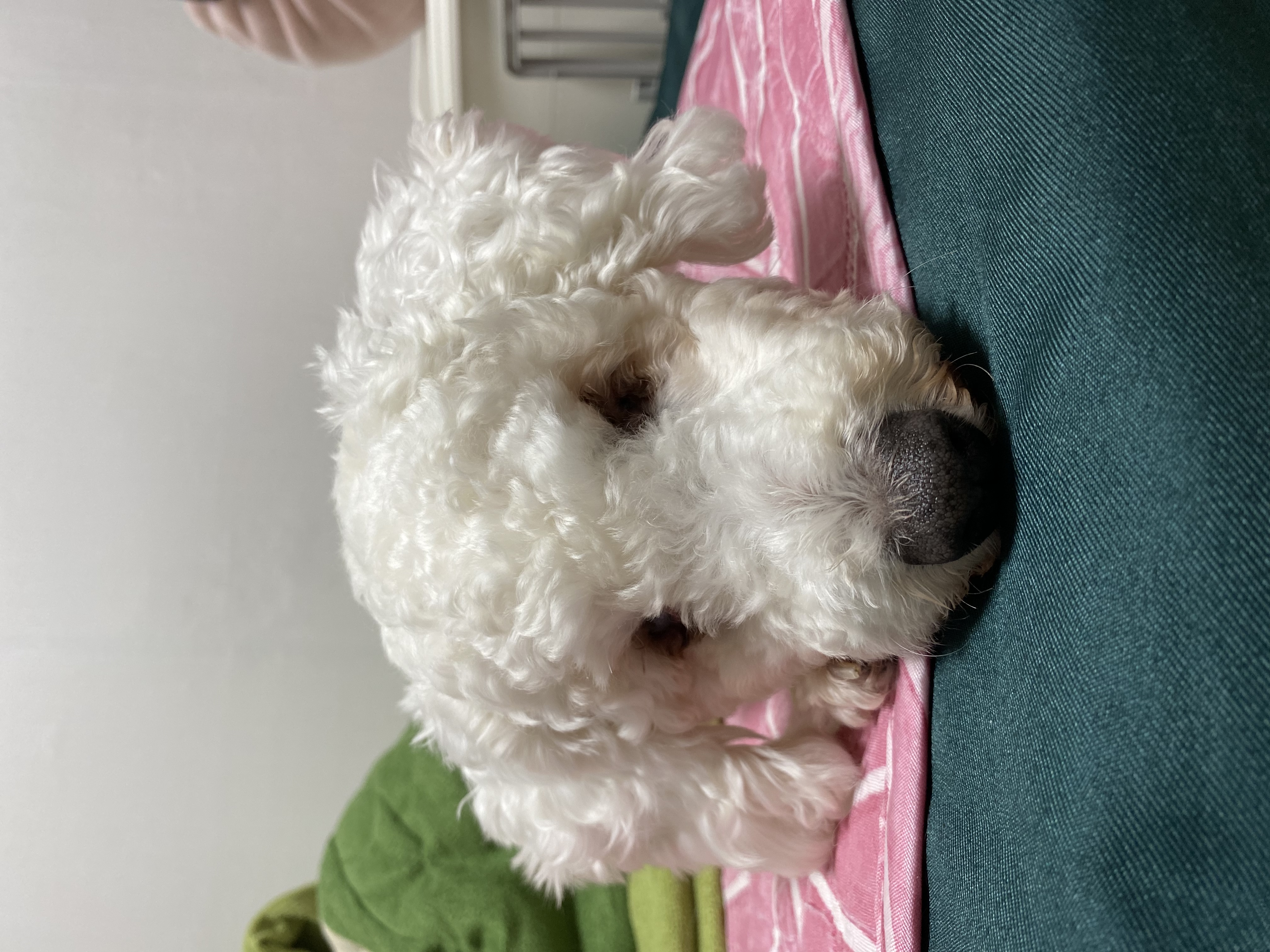 윤랑이 수술했어요(곤지암_쟈스민)