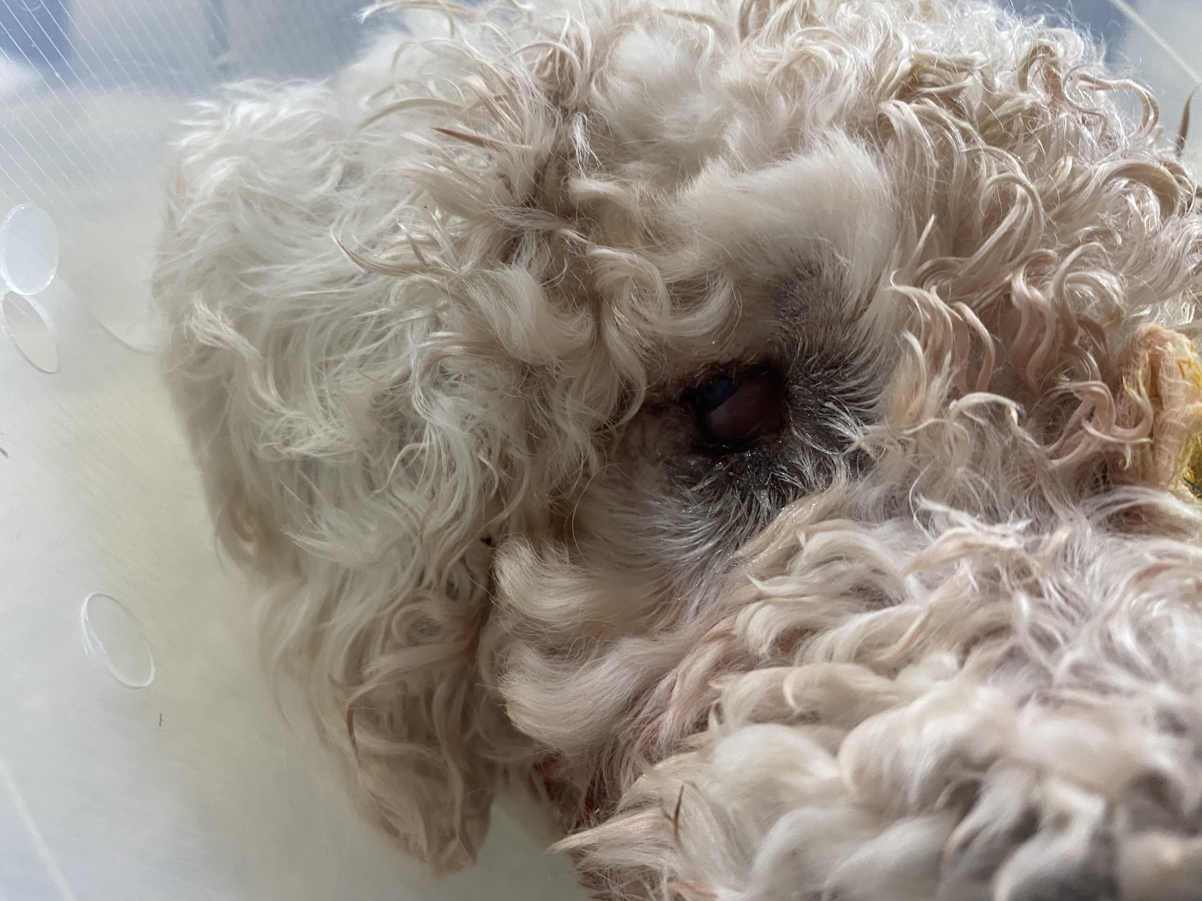 윤랑이 수술했어요(곤지암_쟈스민)