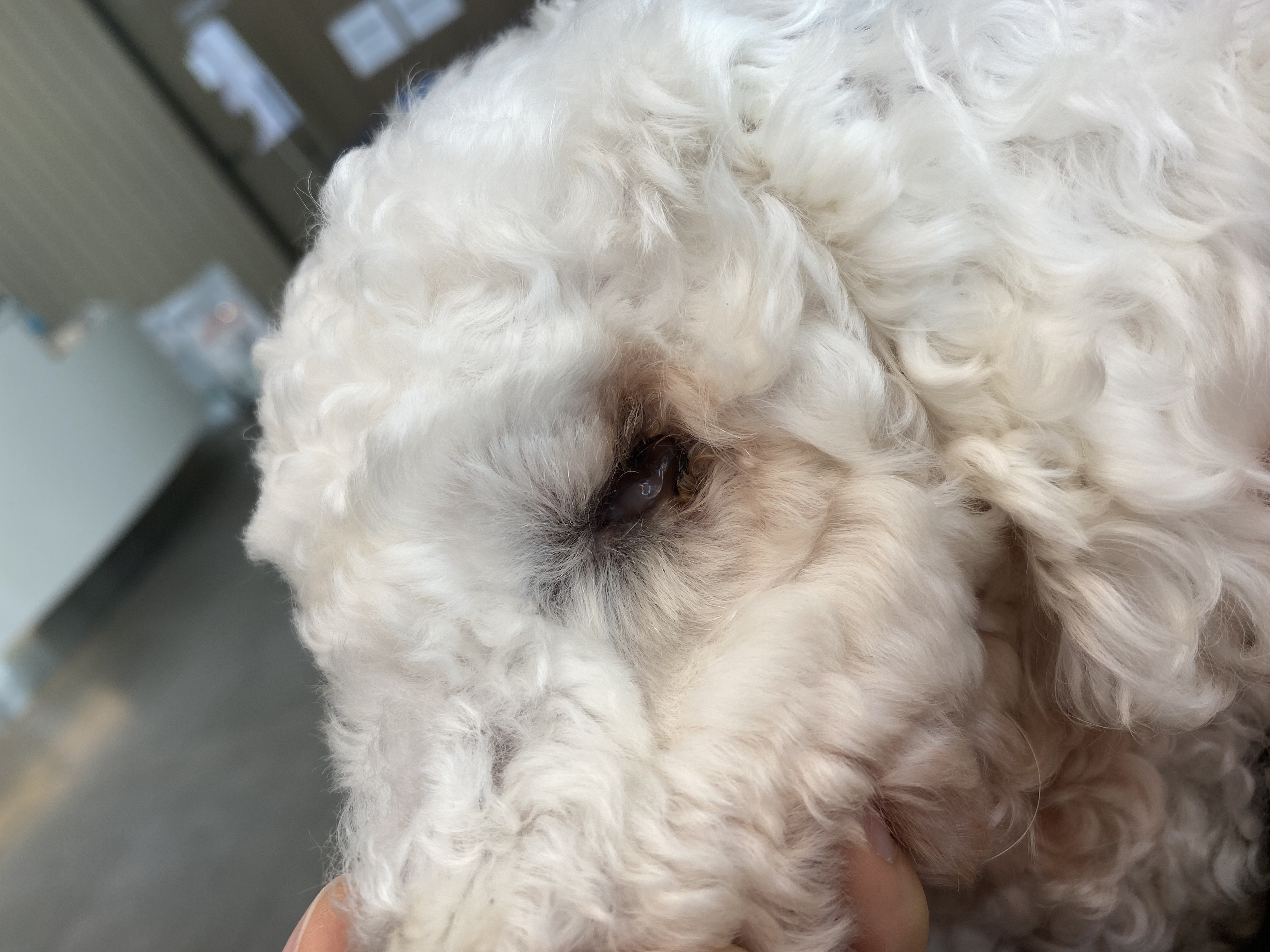 윤랑이 수술했어요(곤지암_쟈스민)