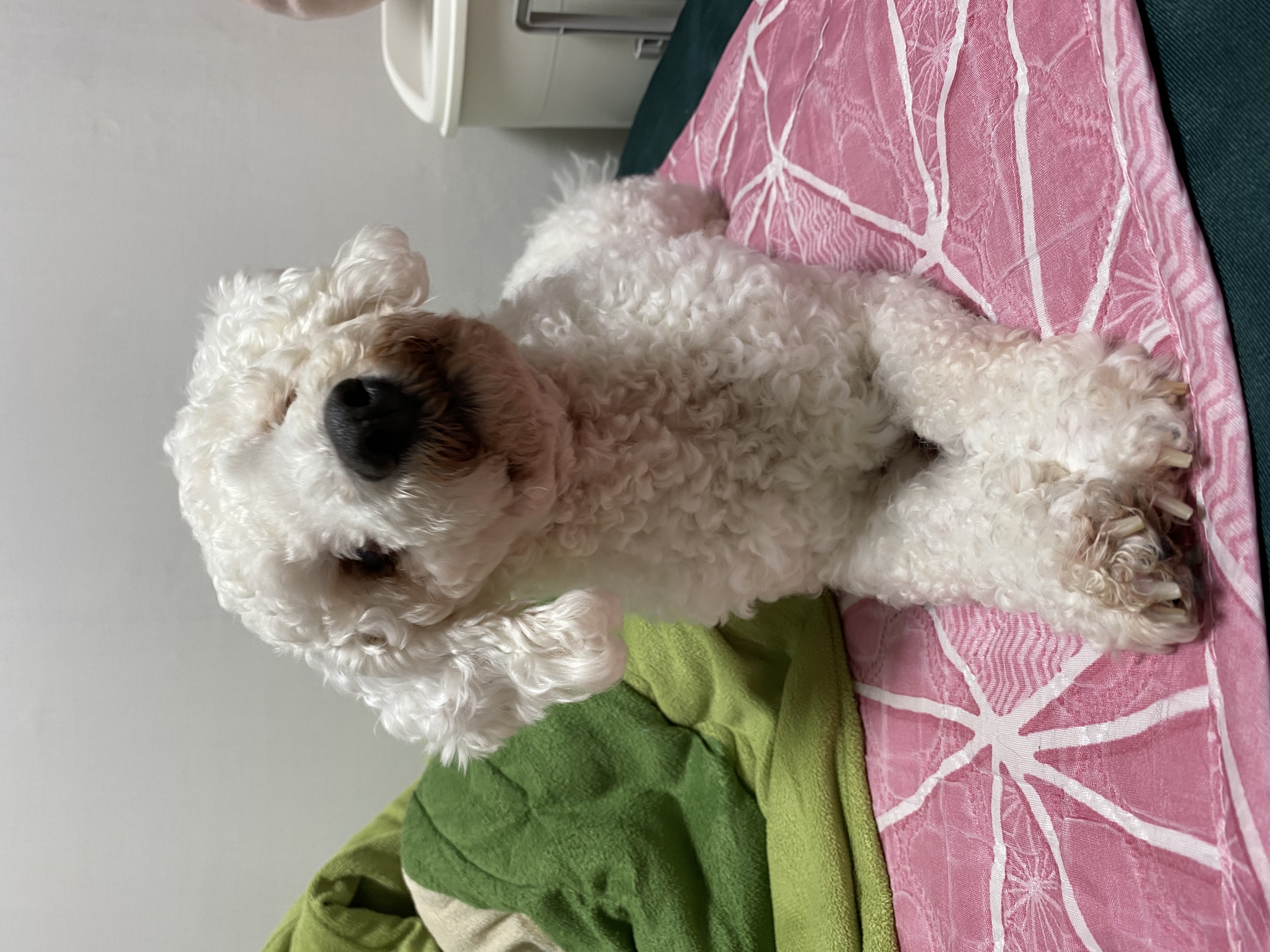 윤랑이 수술했어요(곤지암_쟈스민)