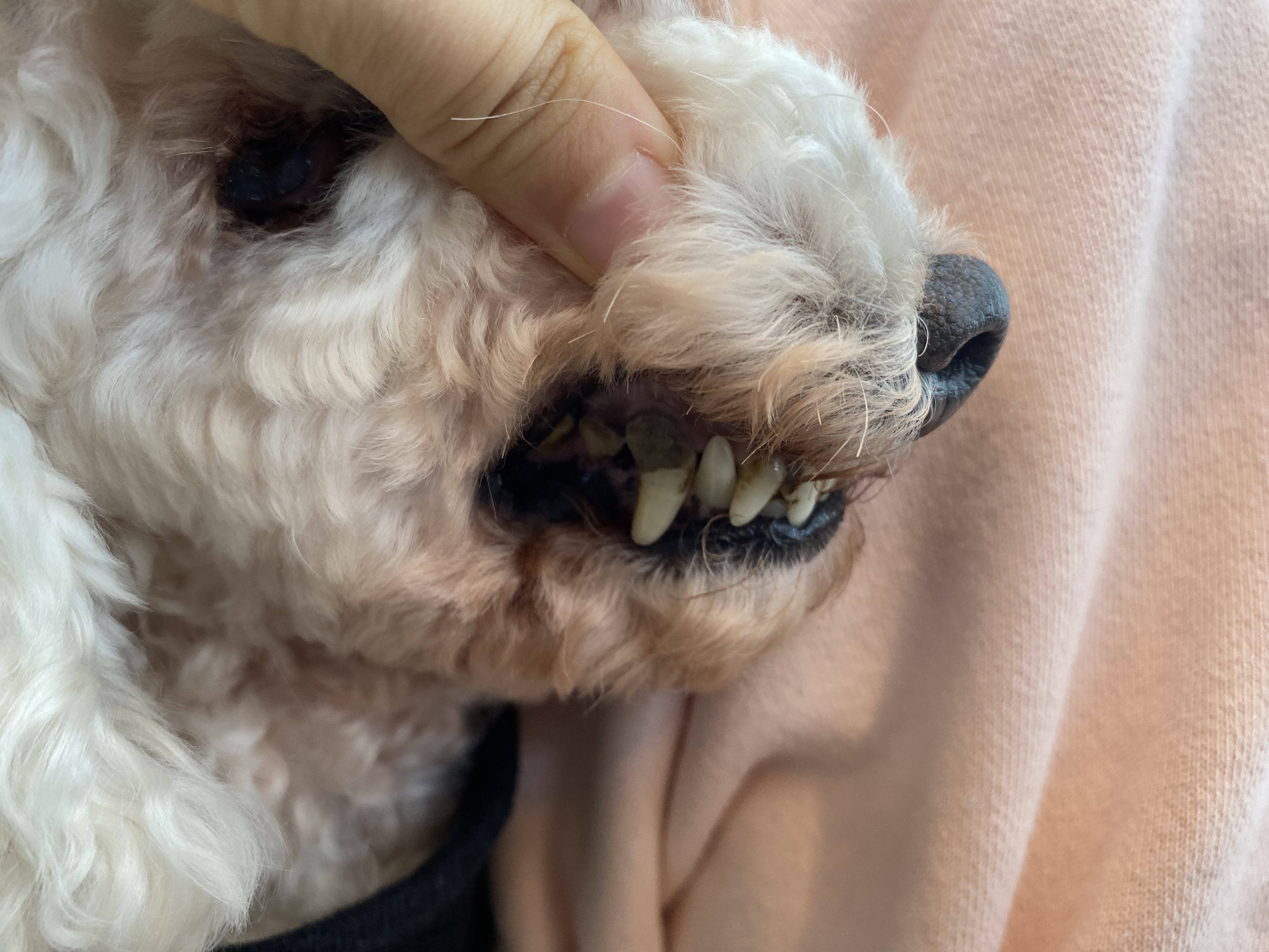 윤랑이 수술했어요(곤지암_쟈스민)