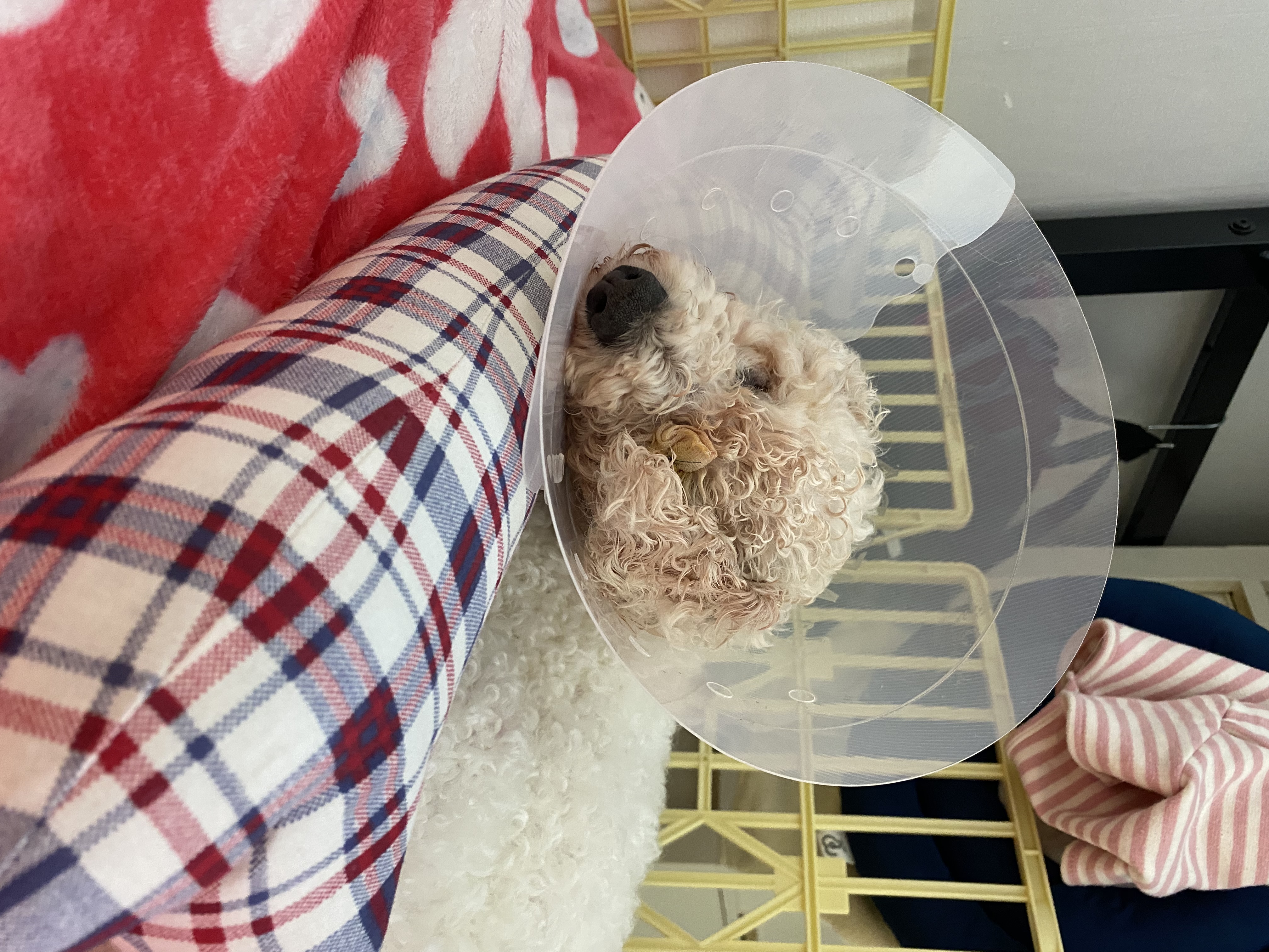 윤랑이 수술했어요(곤지암_쟈스민)