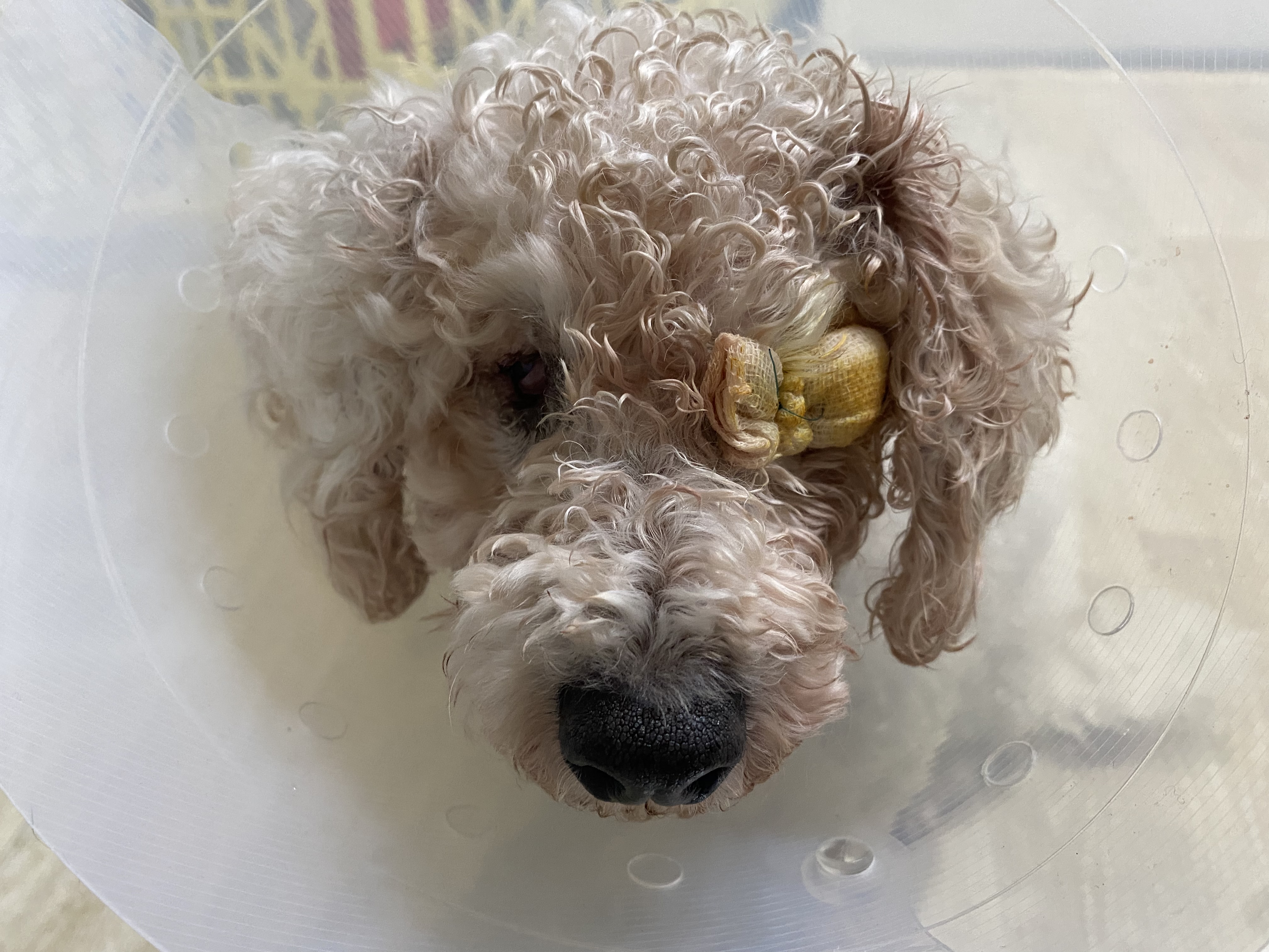 윤랑이 수술했어요(곤지암_쟈스민)