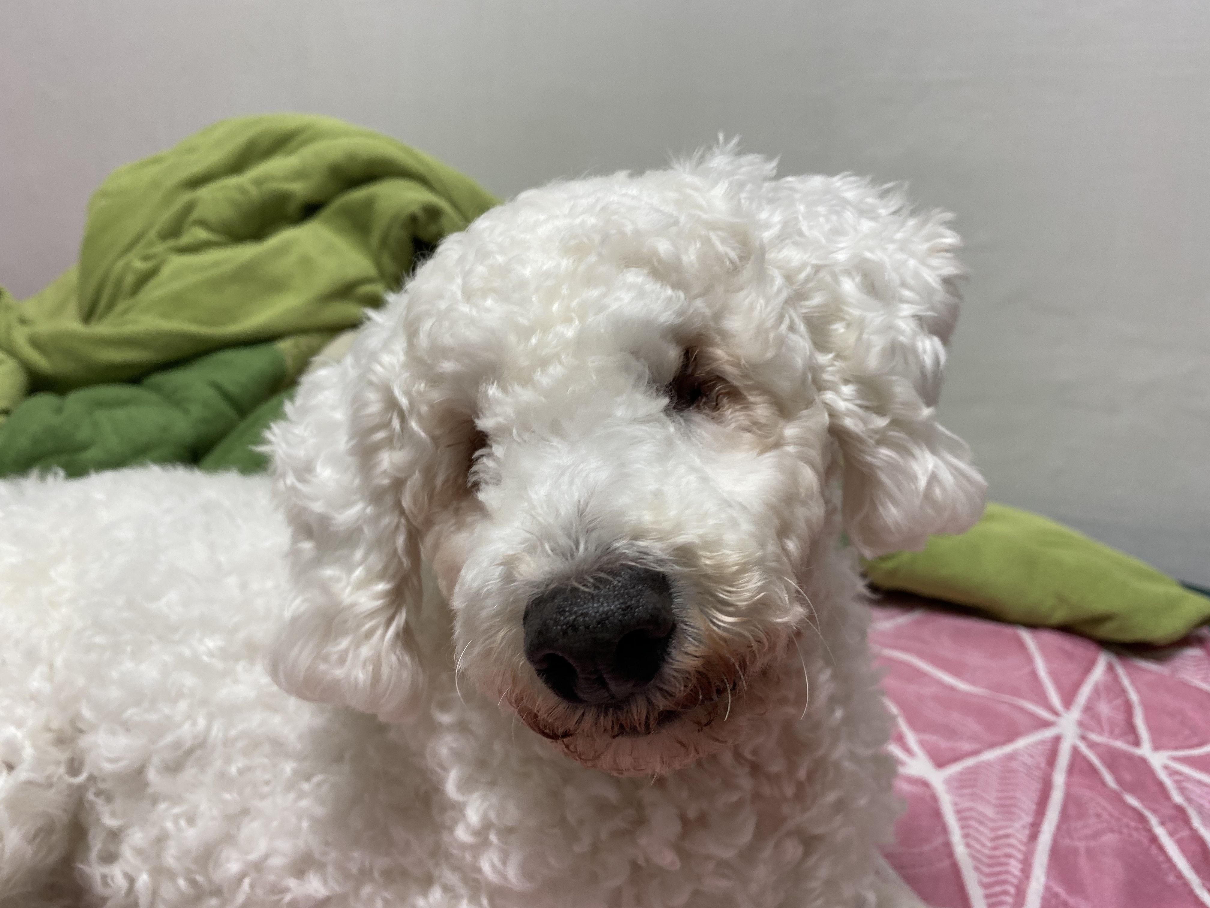 윤랑이 수술했어요(곤지암_쟈스민)