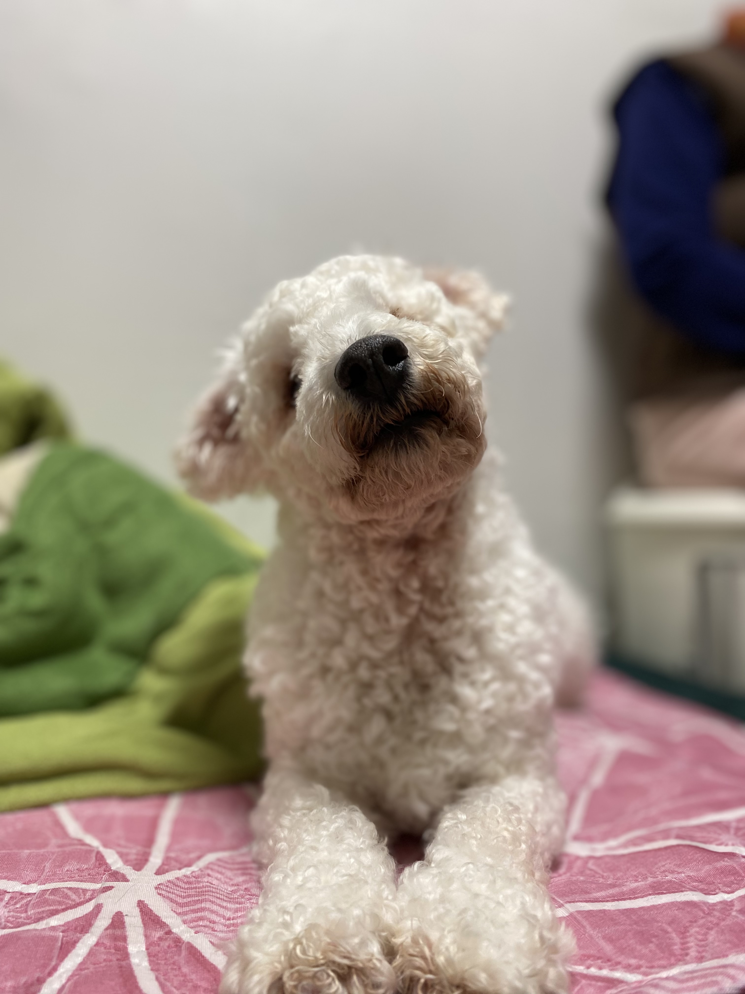 윤랑이 수술했어요(곤지암_쟈스민)