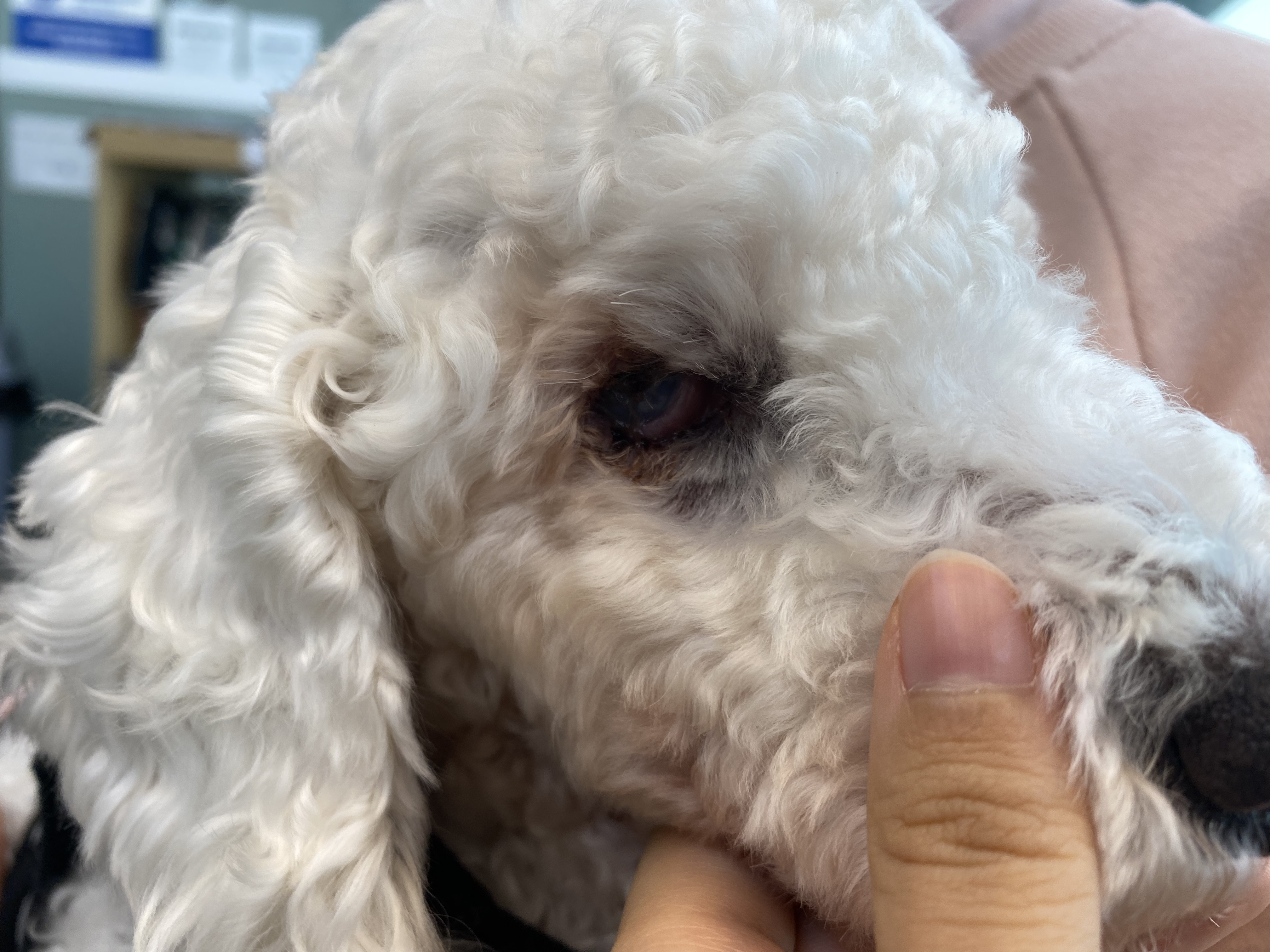 윤랑이 수술했어요(곤지암_쟈스민)