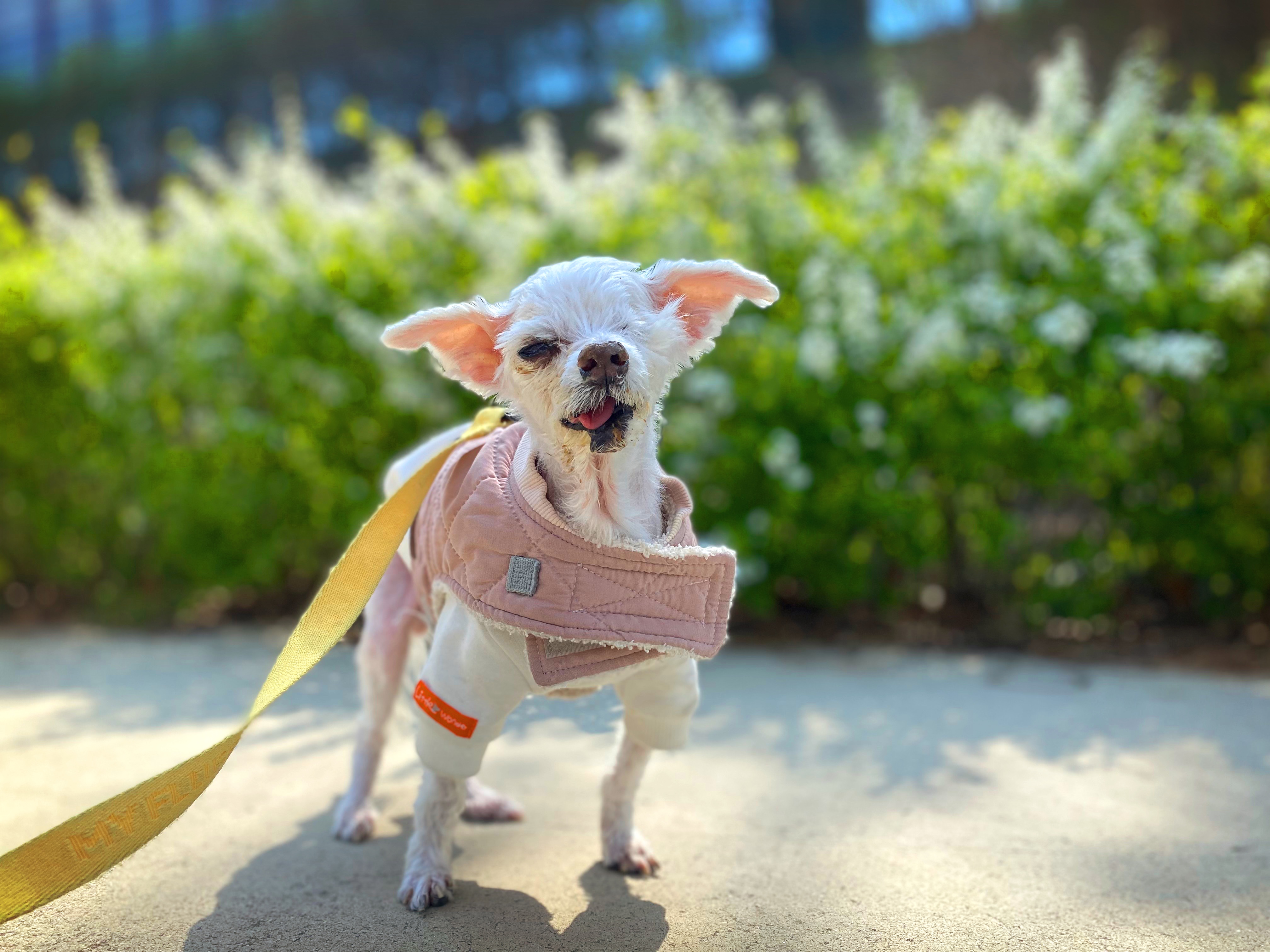 내사랑 솜사탕 입양후기 2년째