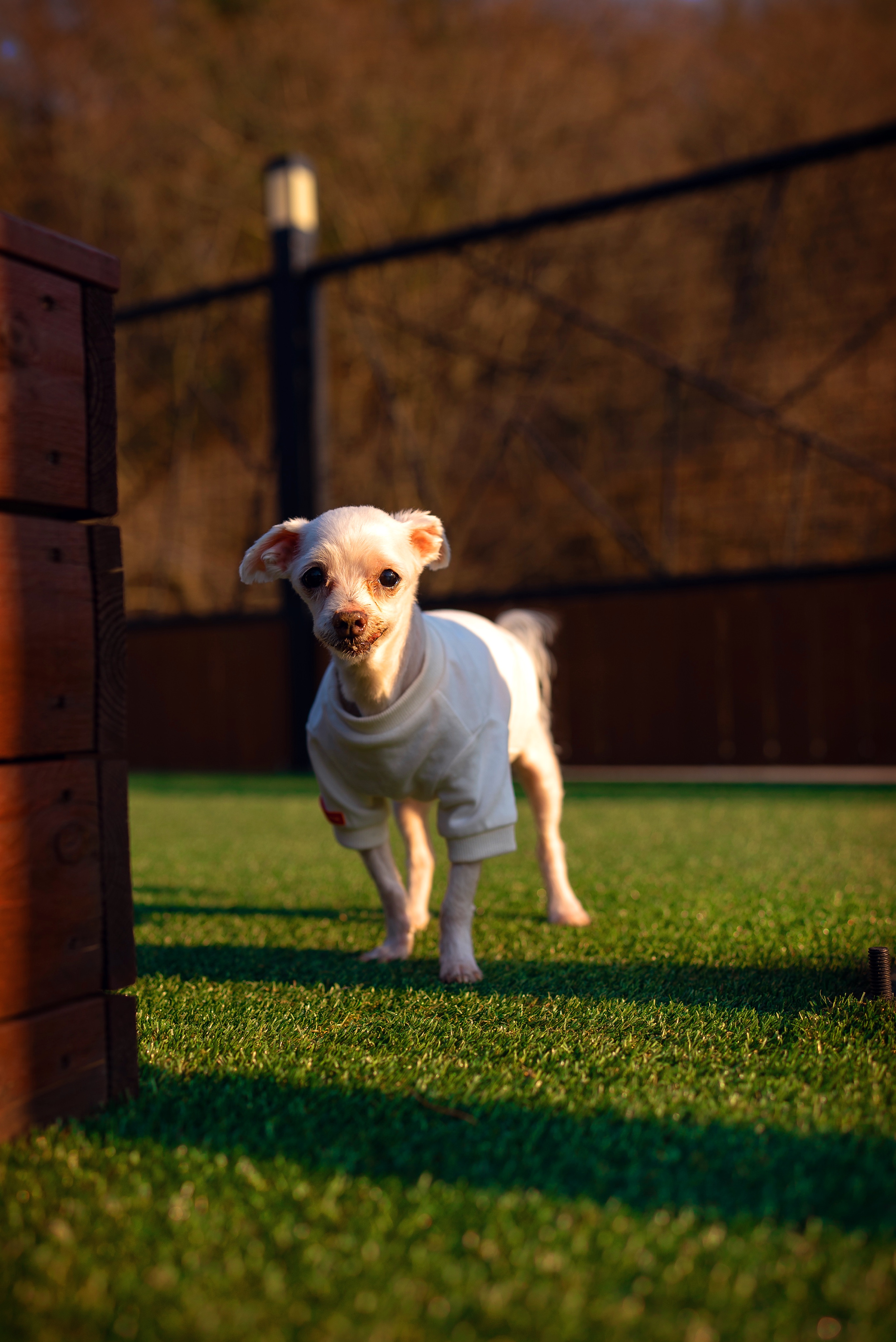 내사랑 솜사탕 입양후기 2년째