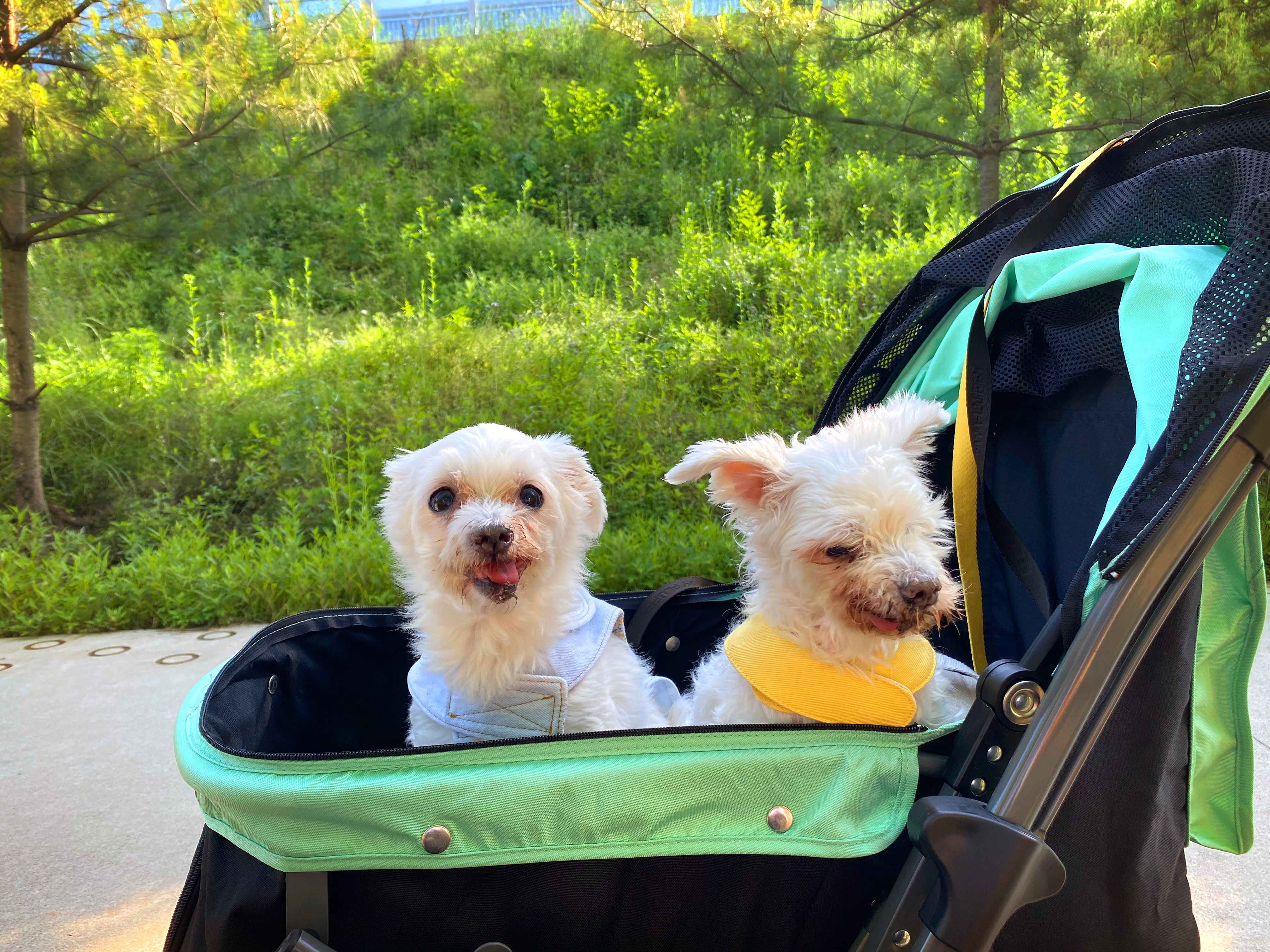 내사랑 솜사탕 입양후기 2년째