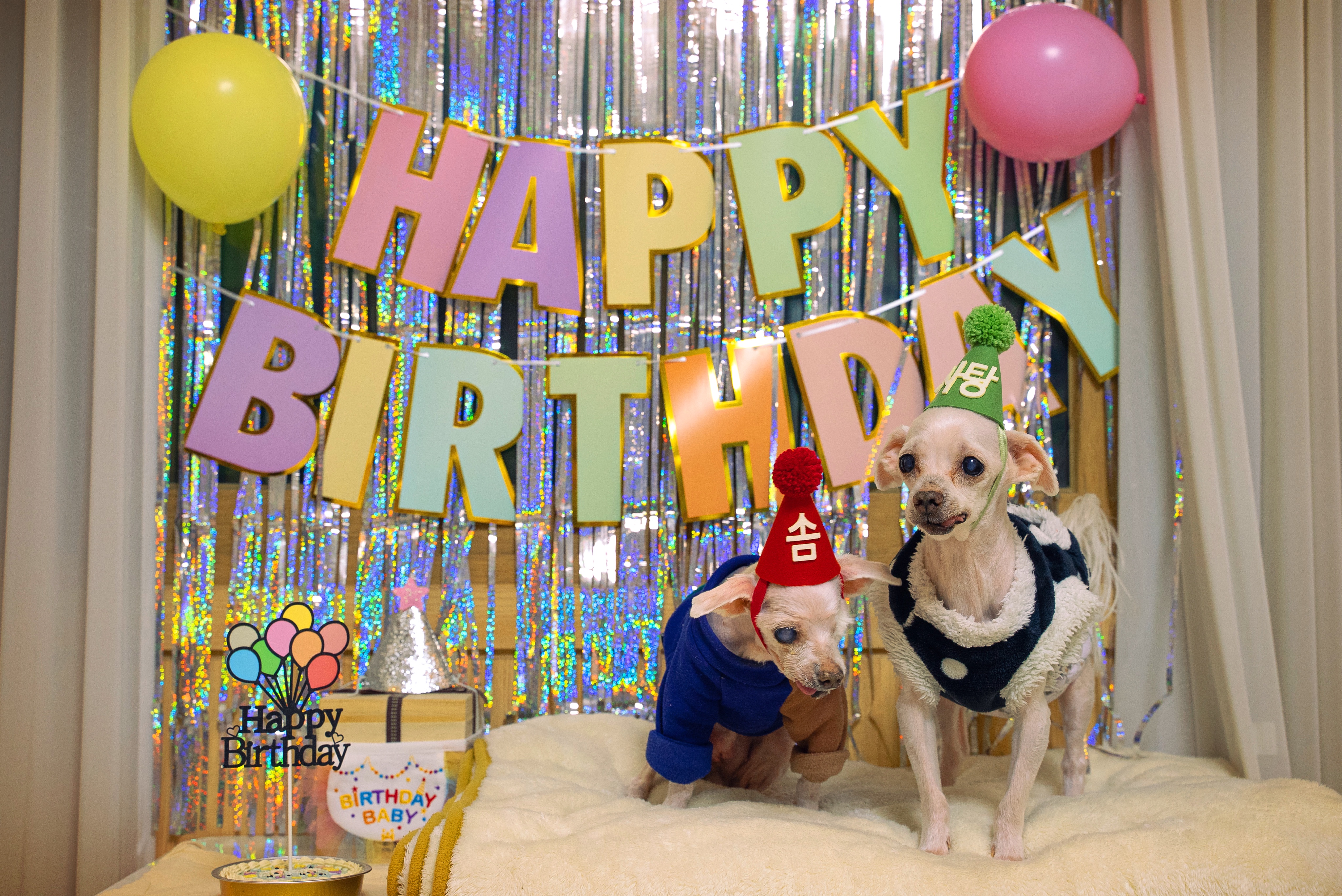 내사랑 솜사탕 입양후기 2년째