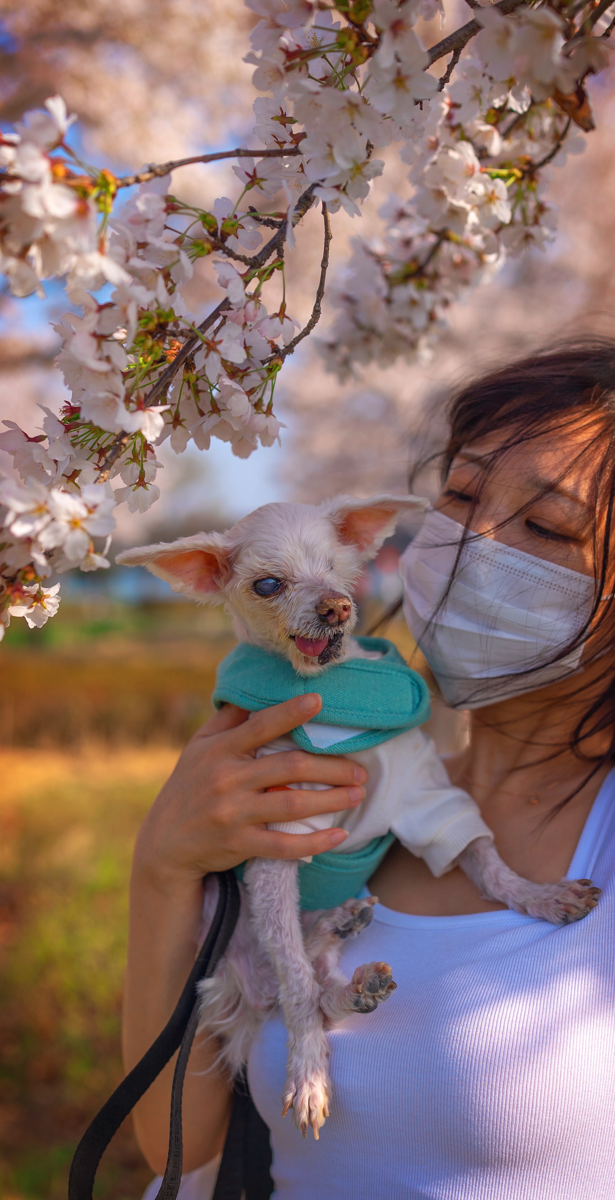내사랑 솜사탕 입양후기 2년째
