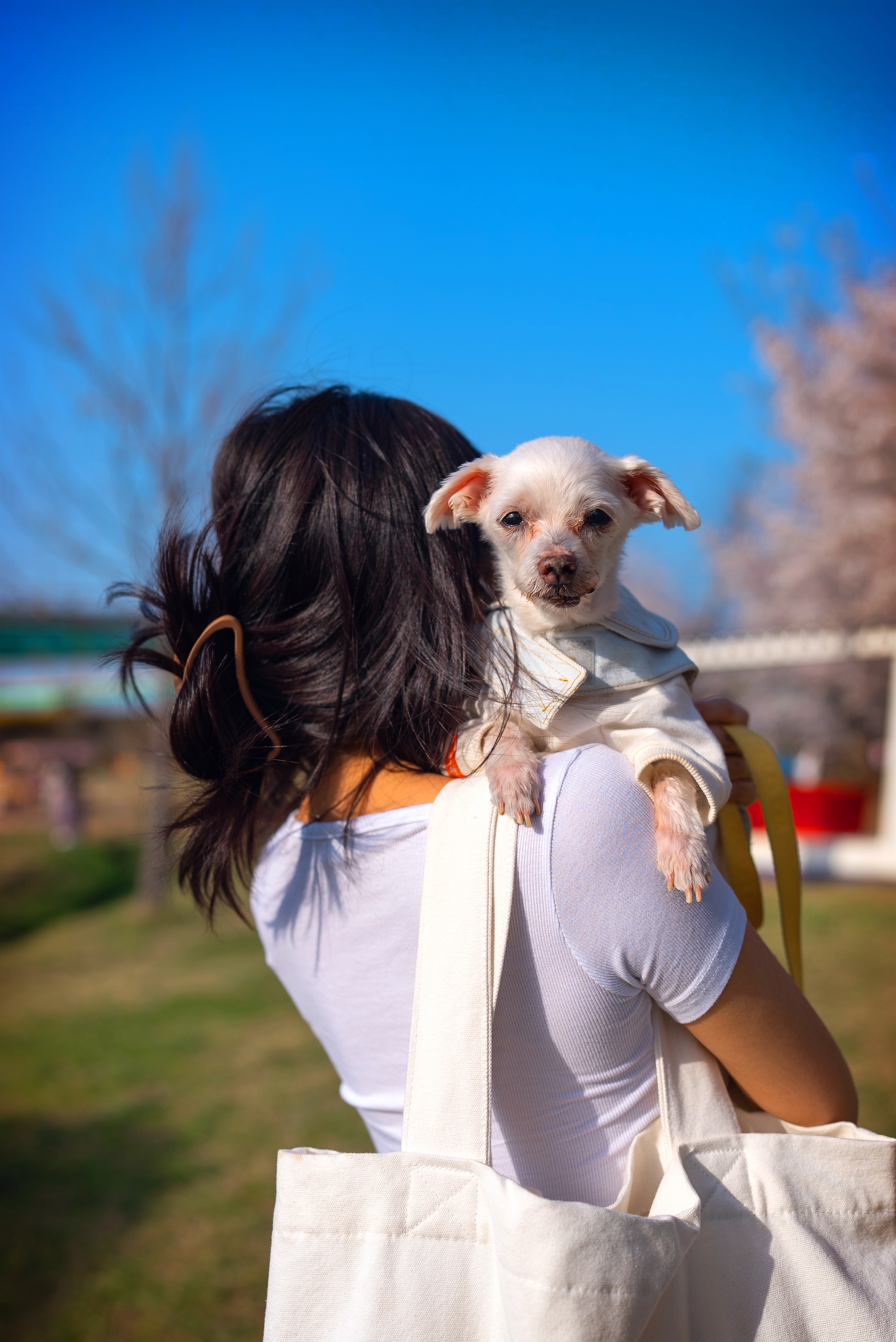 내사랑 솜사탕 입양후기 2년째