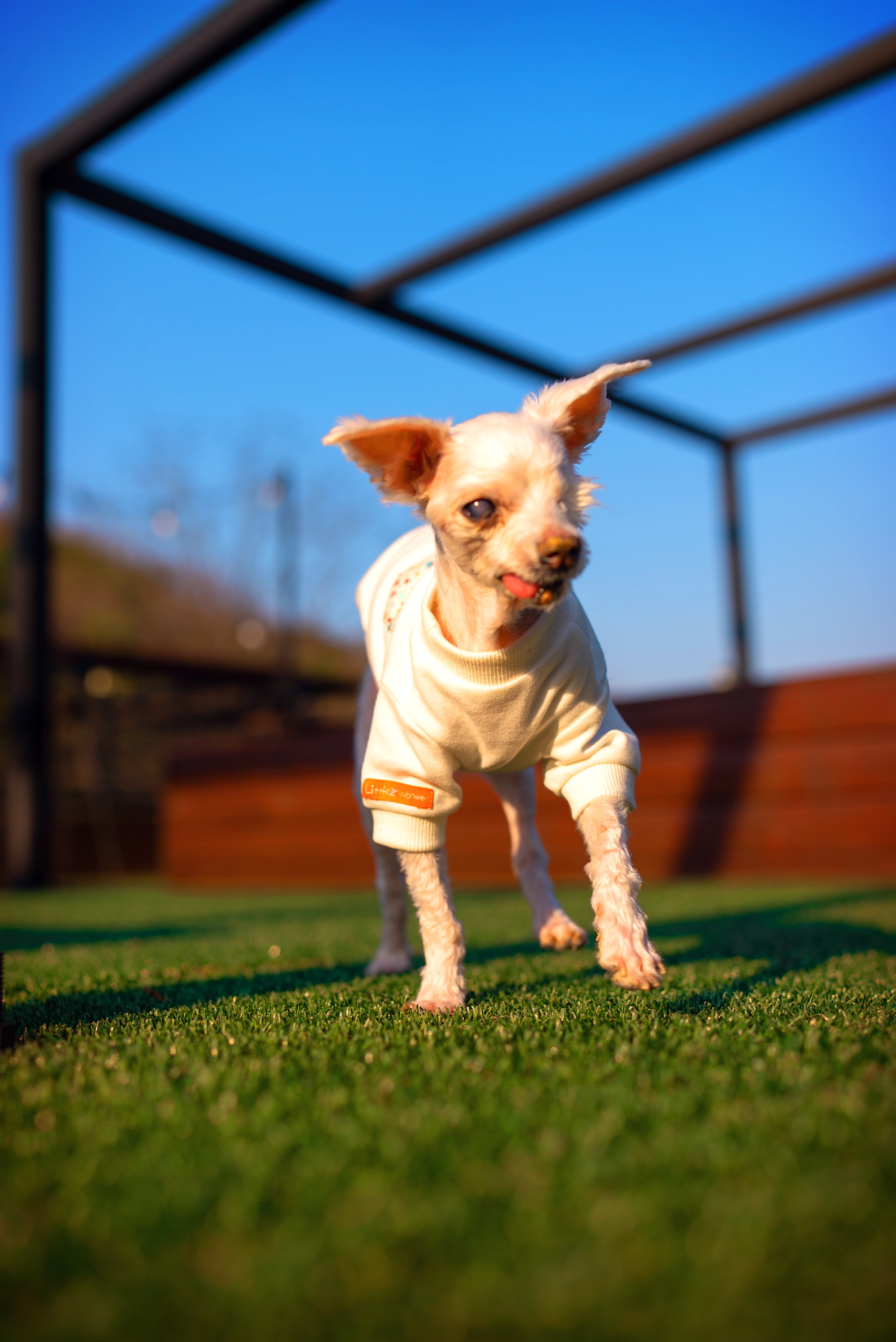 내사랑 솜사탕 입양후기 2년째