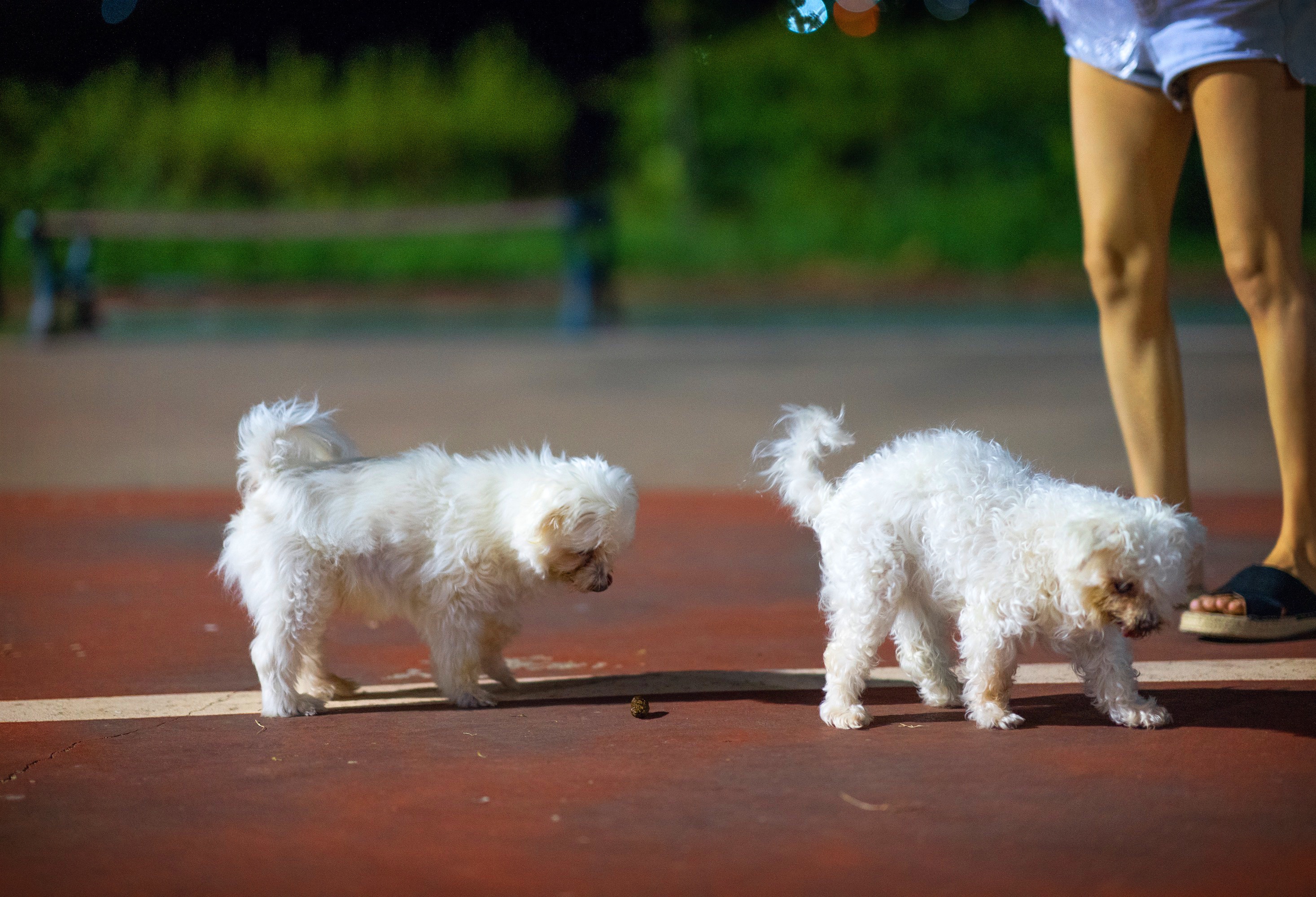 내사랑 솜사탕 입양후기 2년째