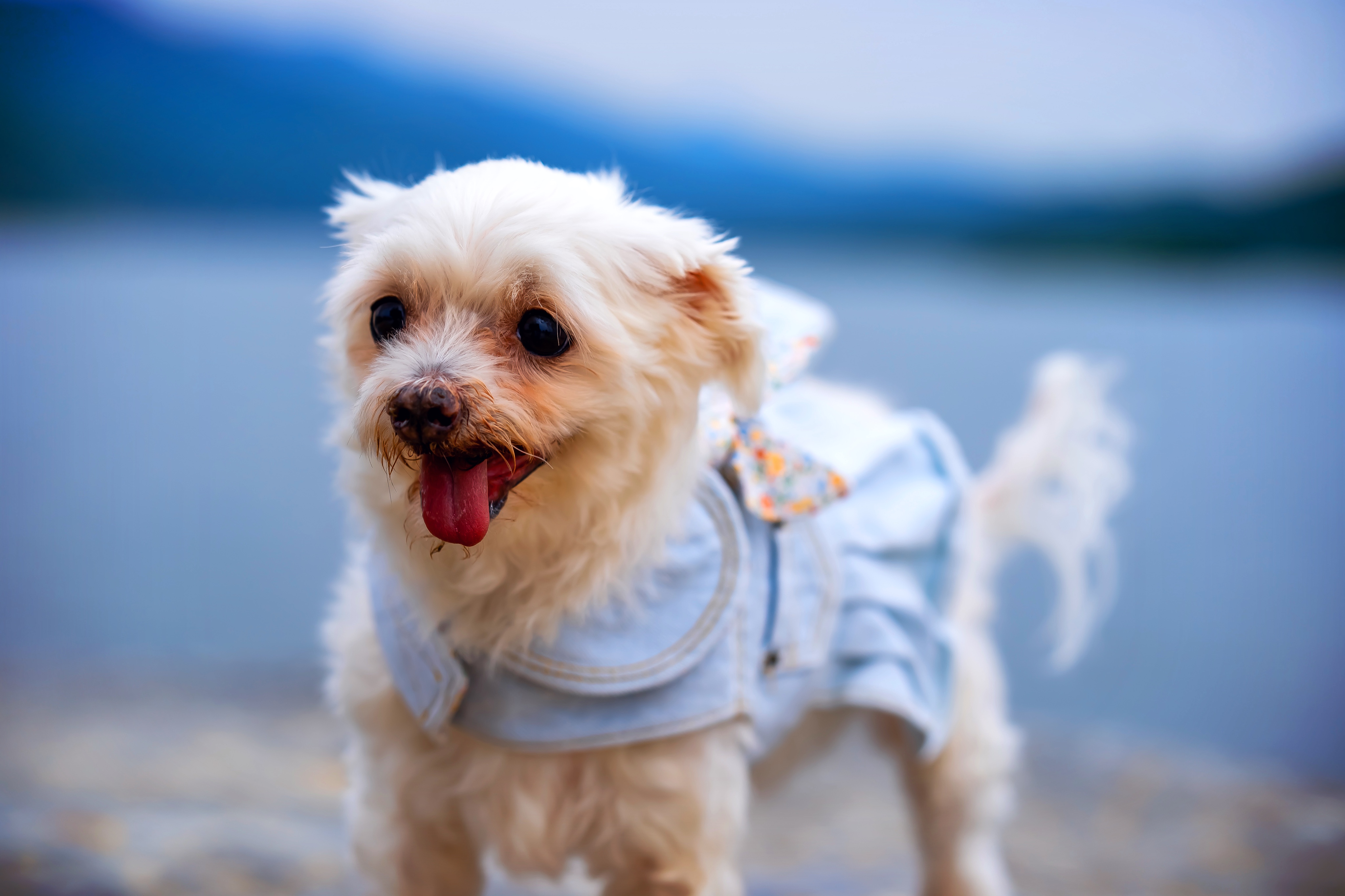 내사랑 솜사탕 입양후기 2년째