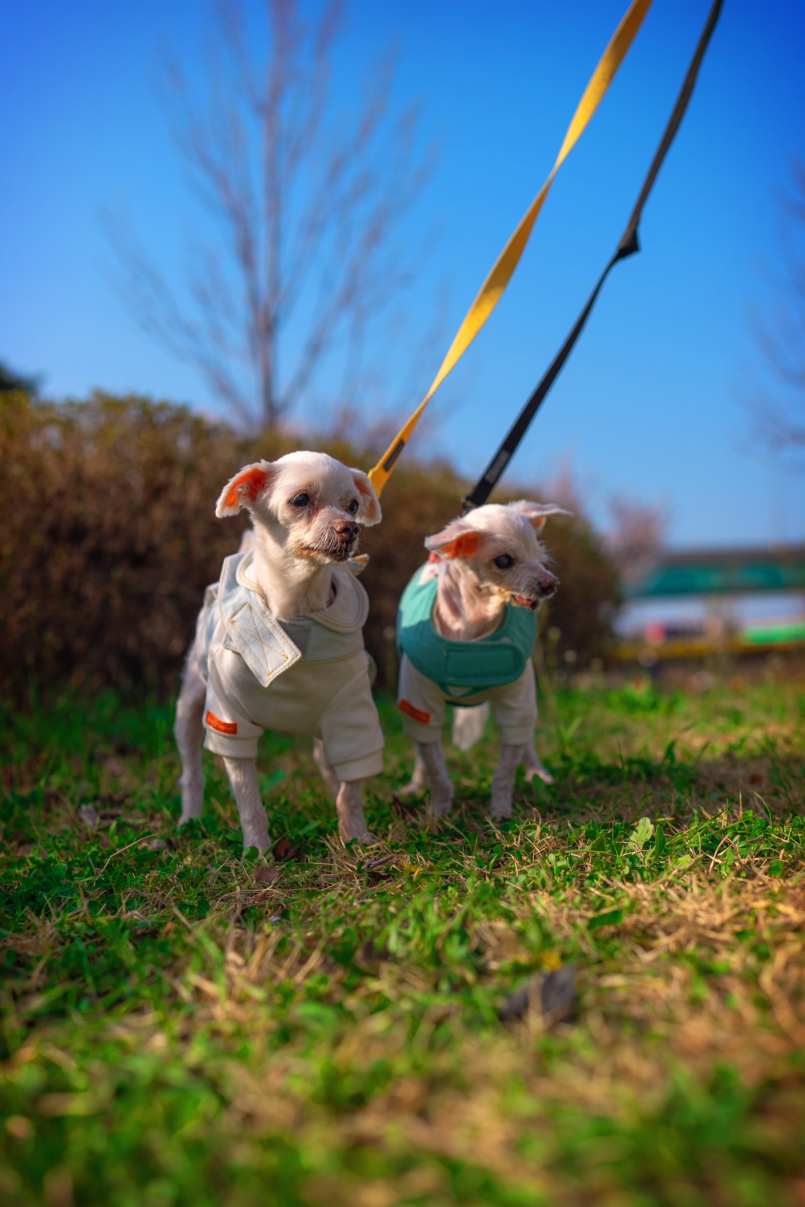 내사랑 솜사탕 입양후기 2년째