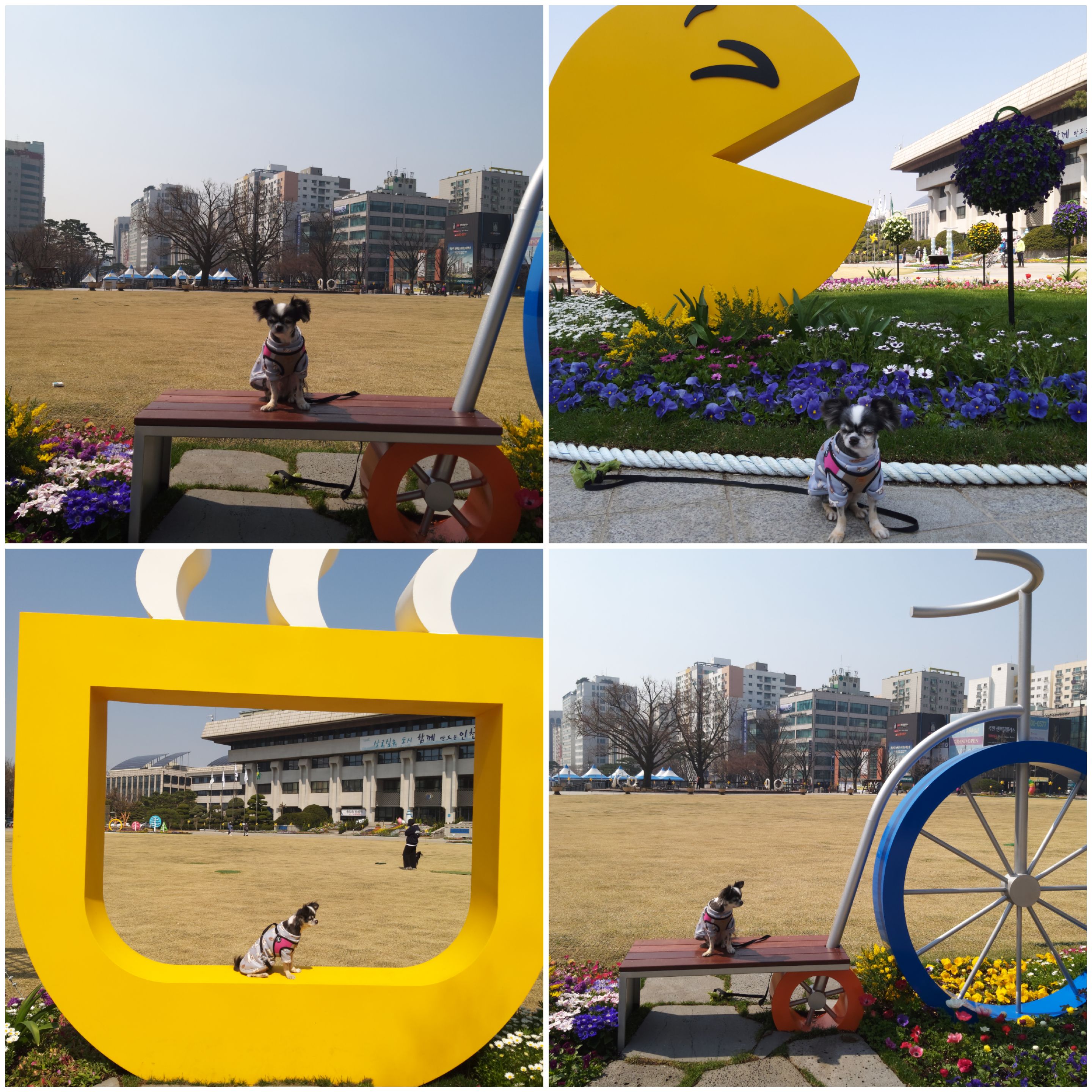 별(깜치)이랑 만난지 1년