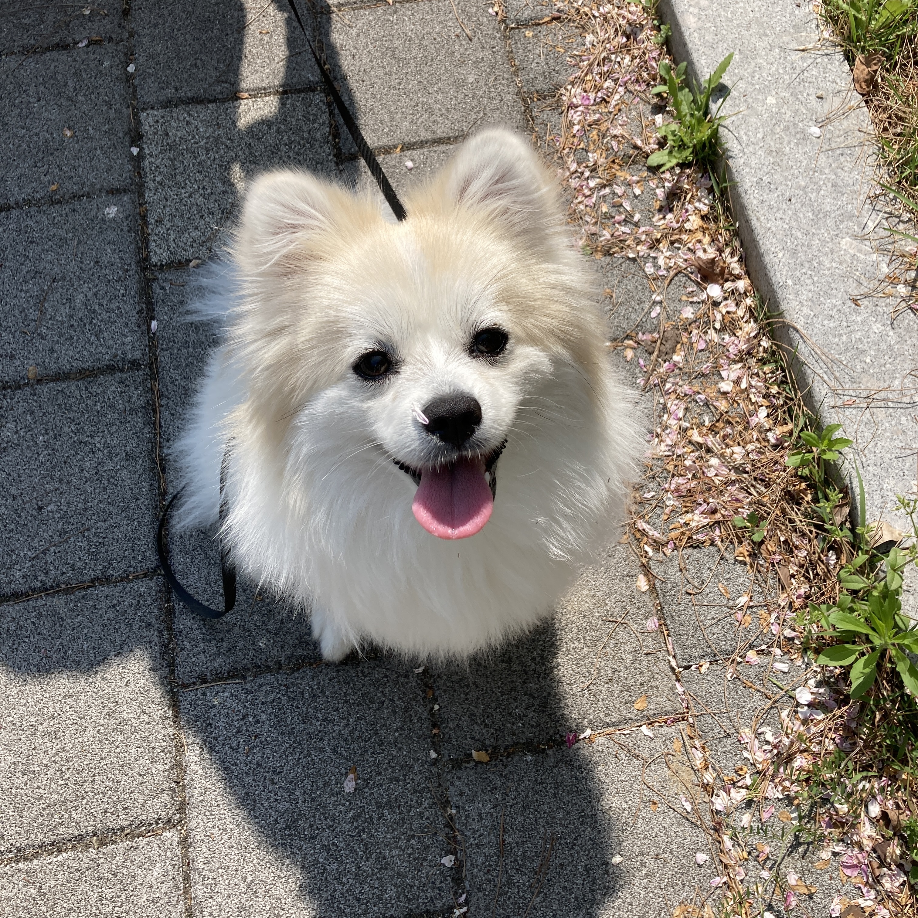 뽀또(마일)가 온지 1년이 된 날