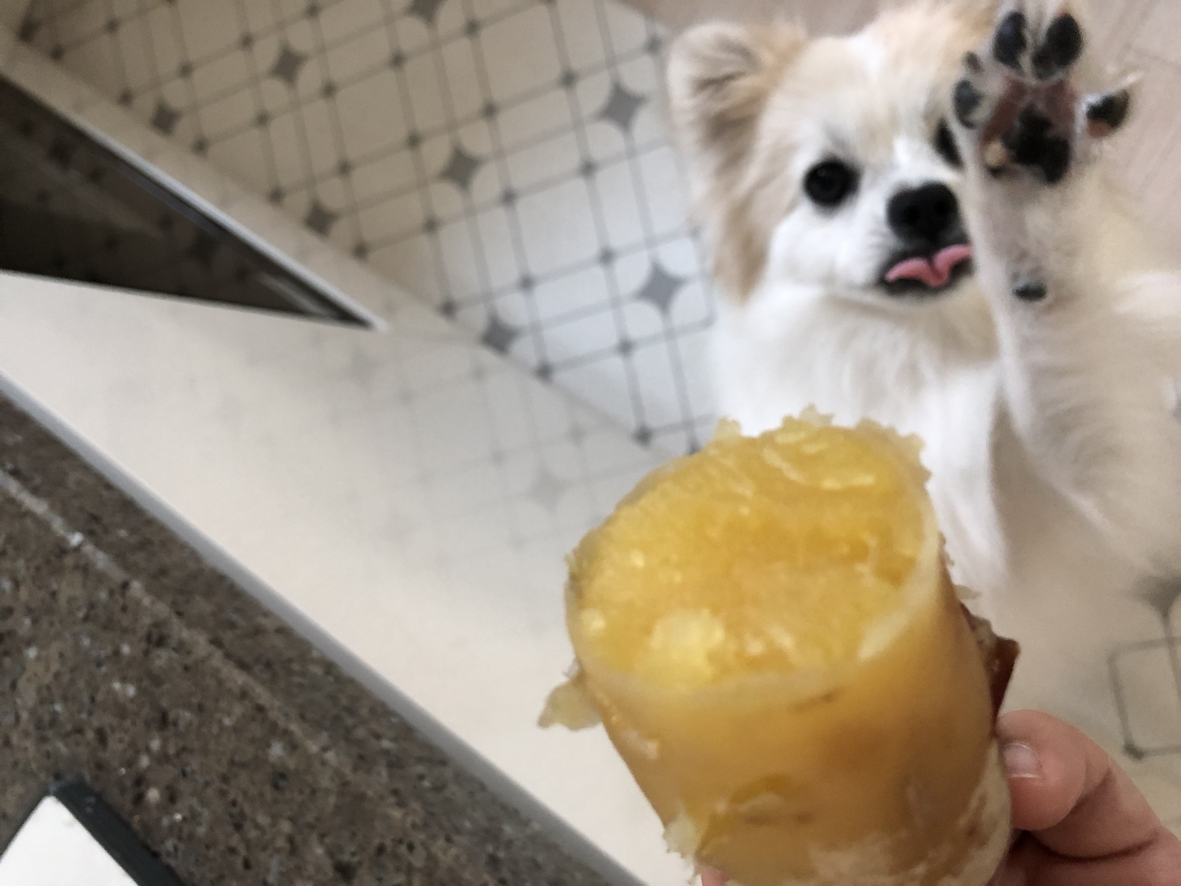 뽀또(마일)가 온지 1년이 된 날