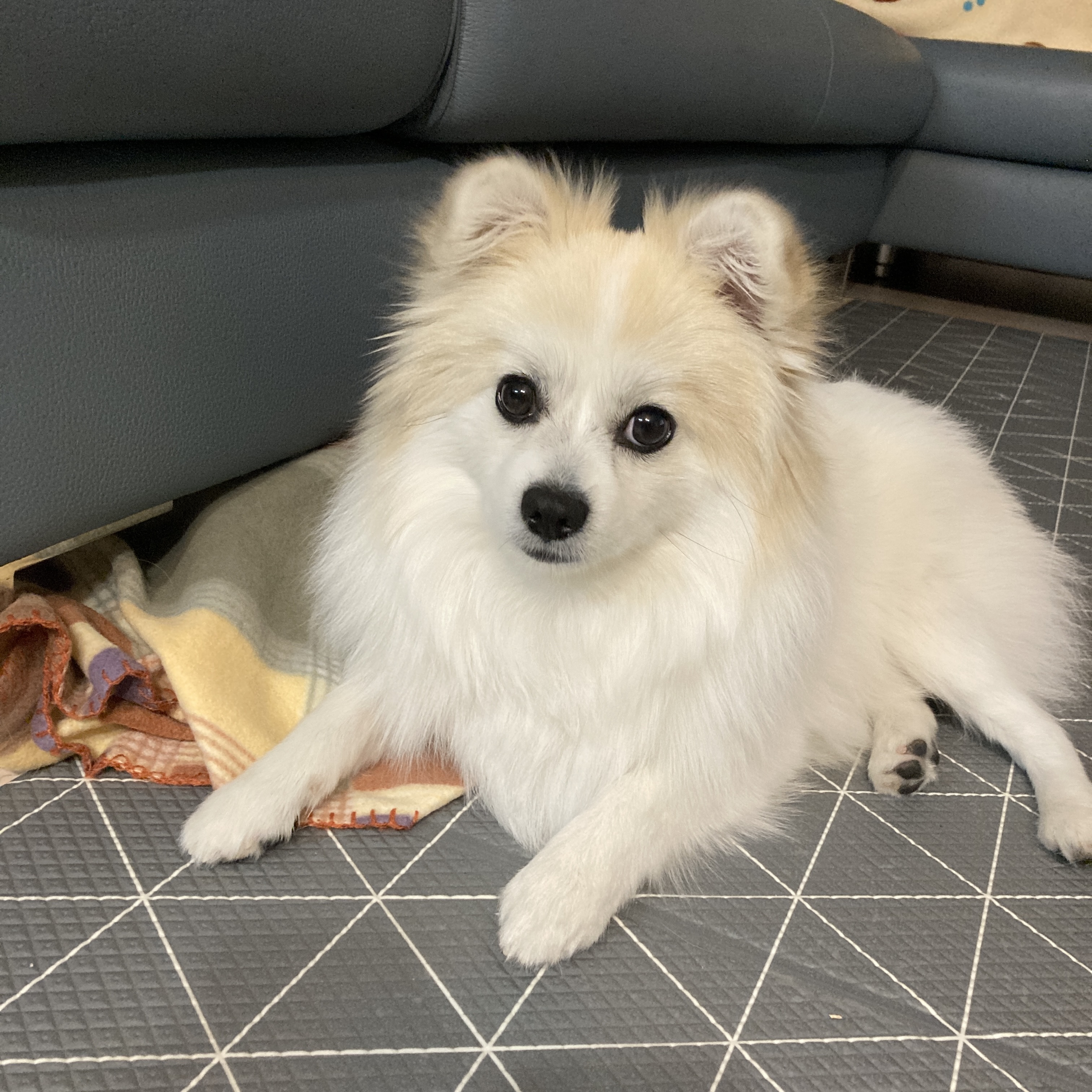 뽀또(마일)가 온지 1년이 된 날