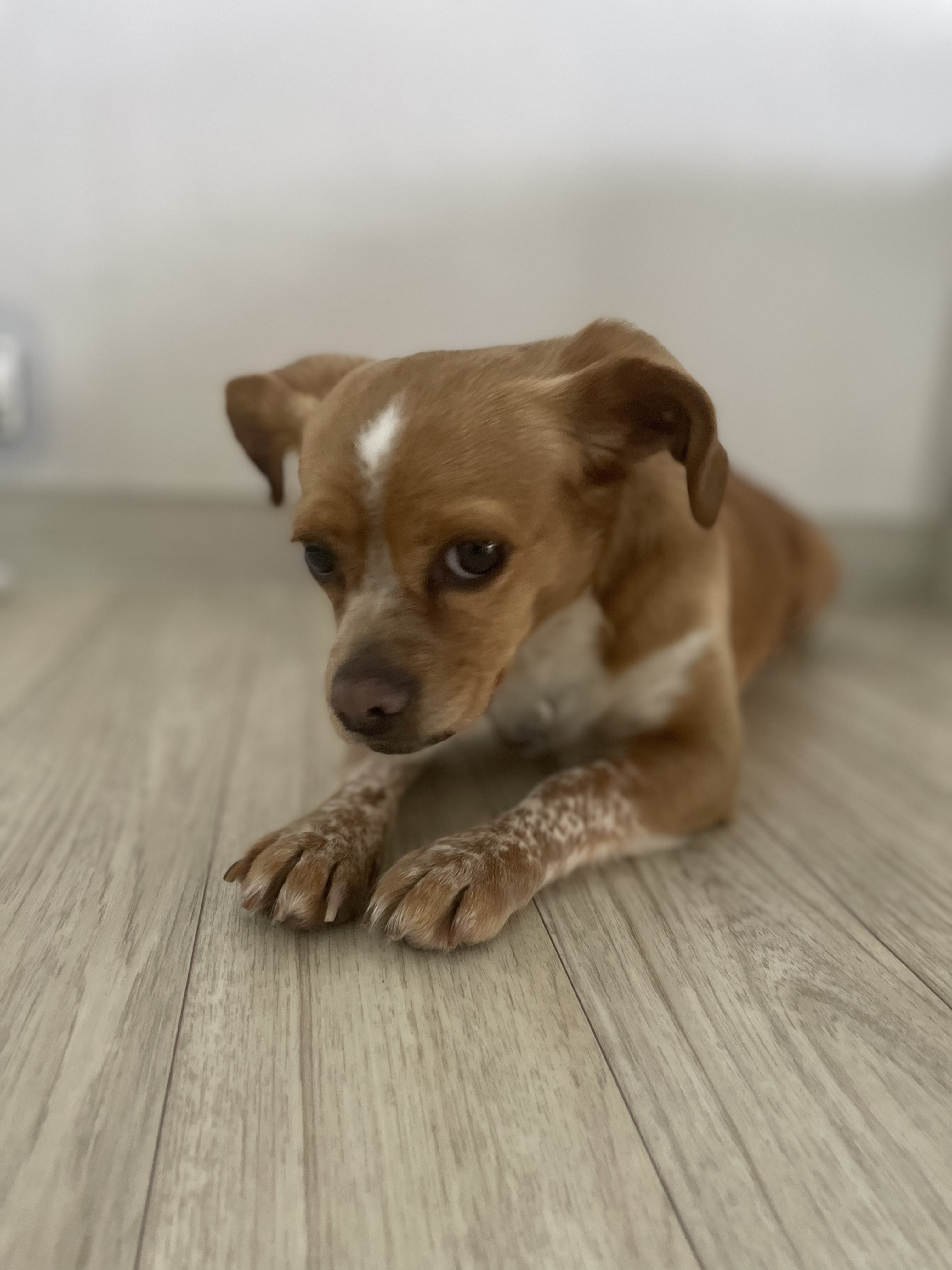 삐삐(밤이)가 일주일 되었어요