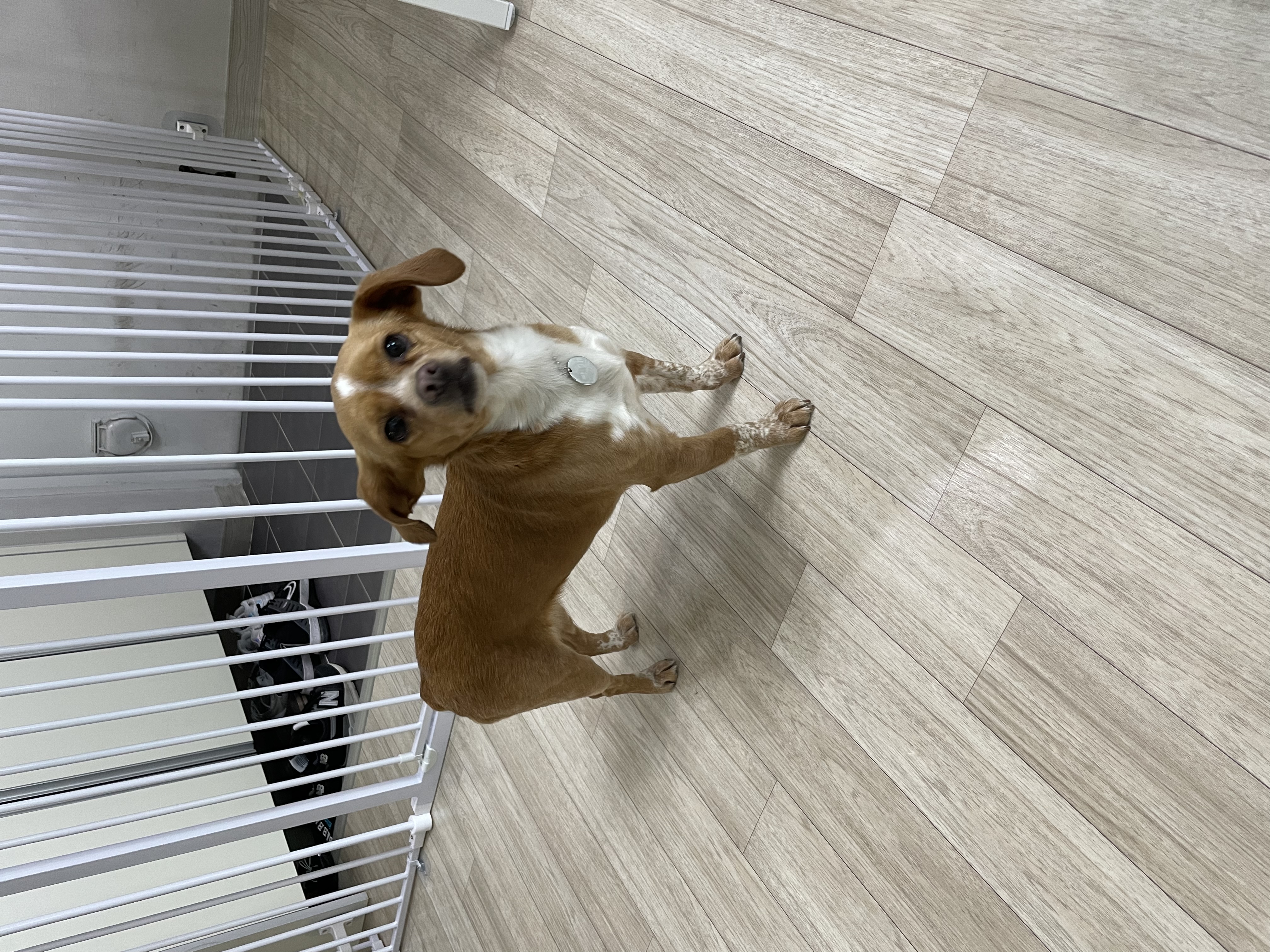 삐삐(밤이)가 일주일 되었어요