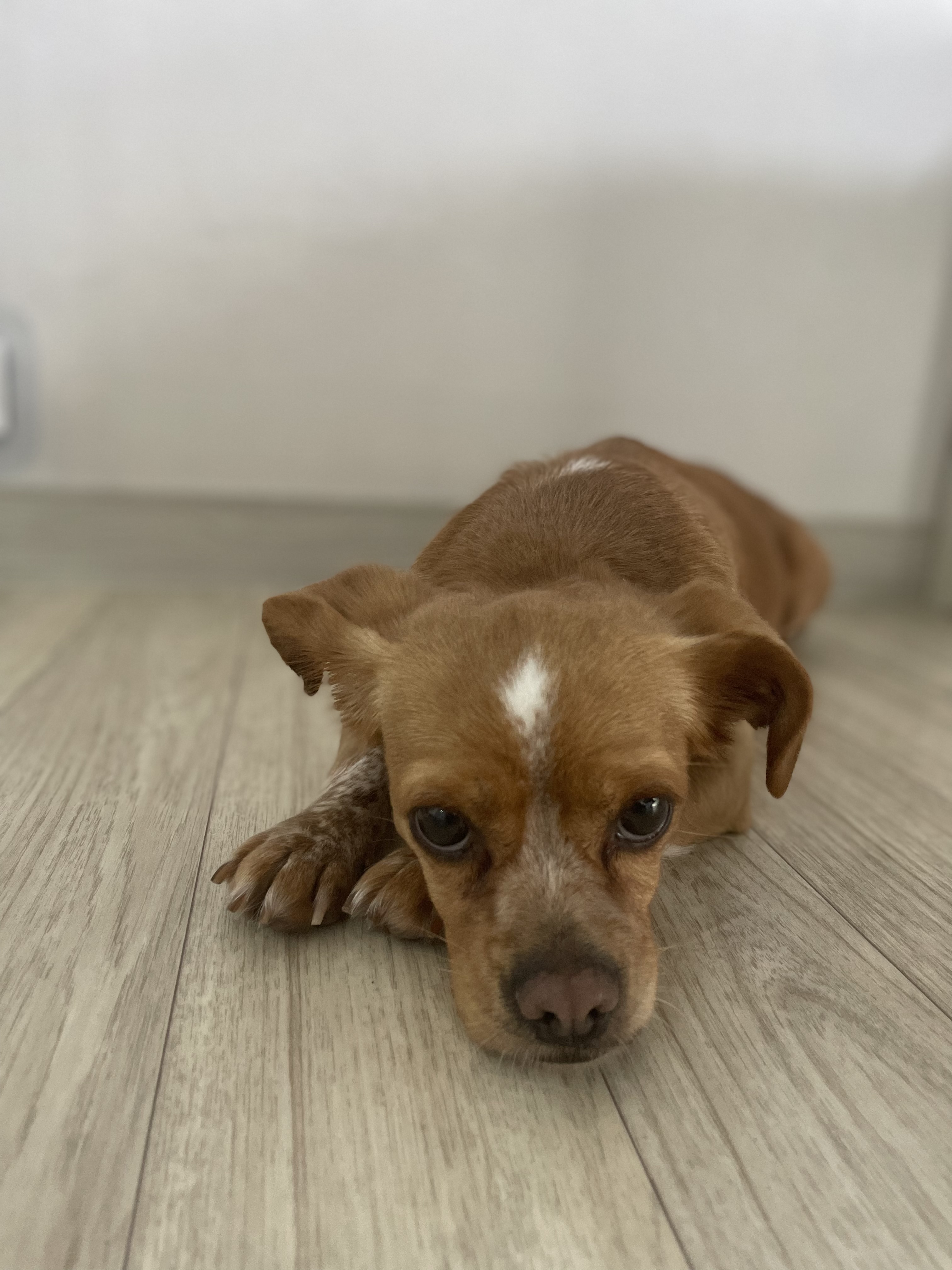 삐삐(밤이)가 일주일 되었어요