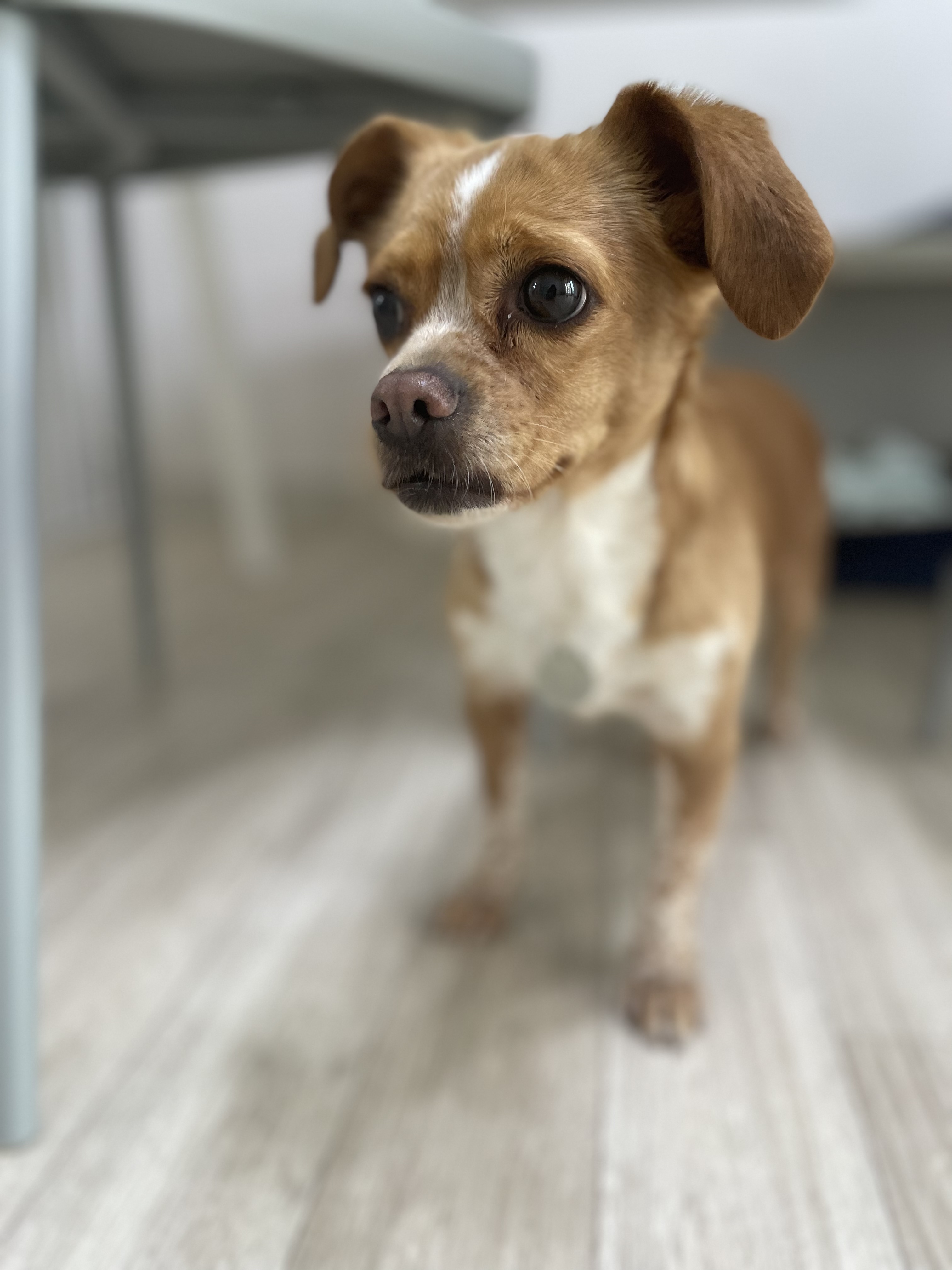 삐삐(밤이)가 일주일 되었어요