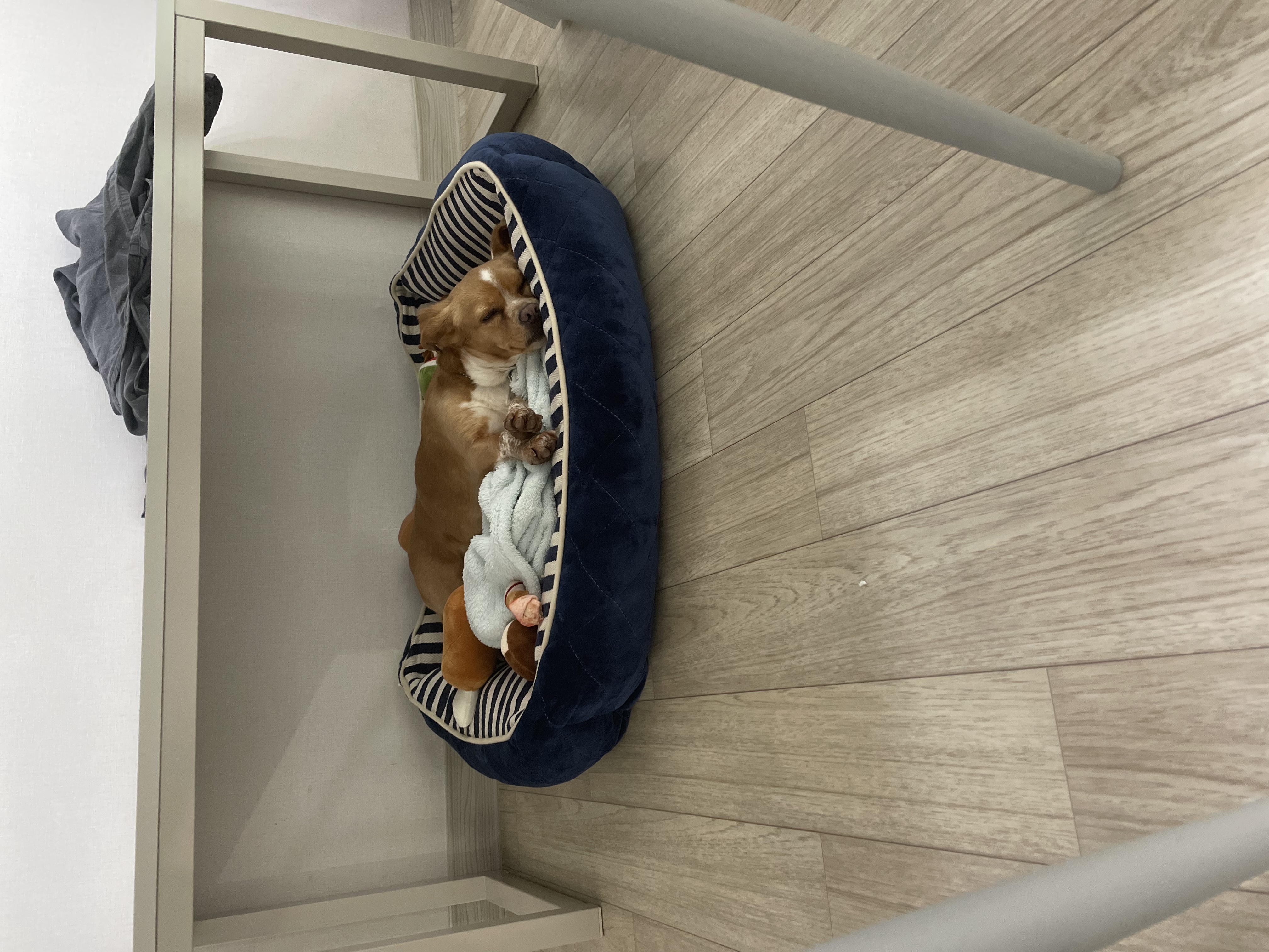 삐삐(밤이)가 일주일 되었어요