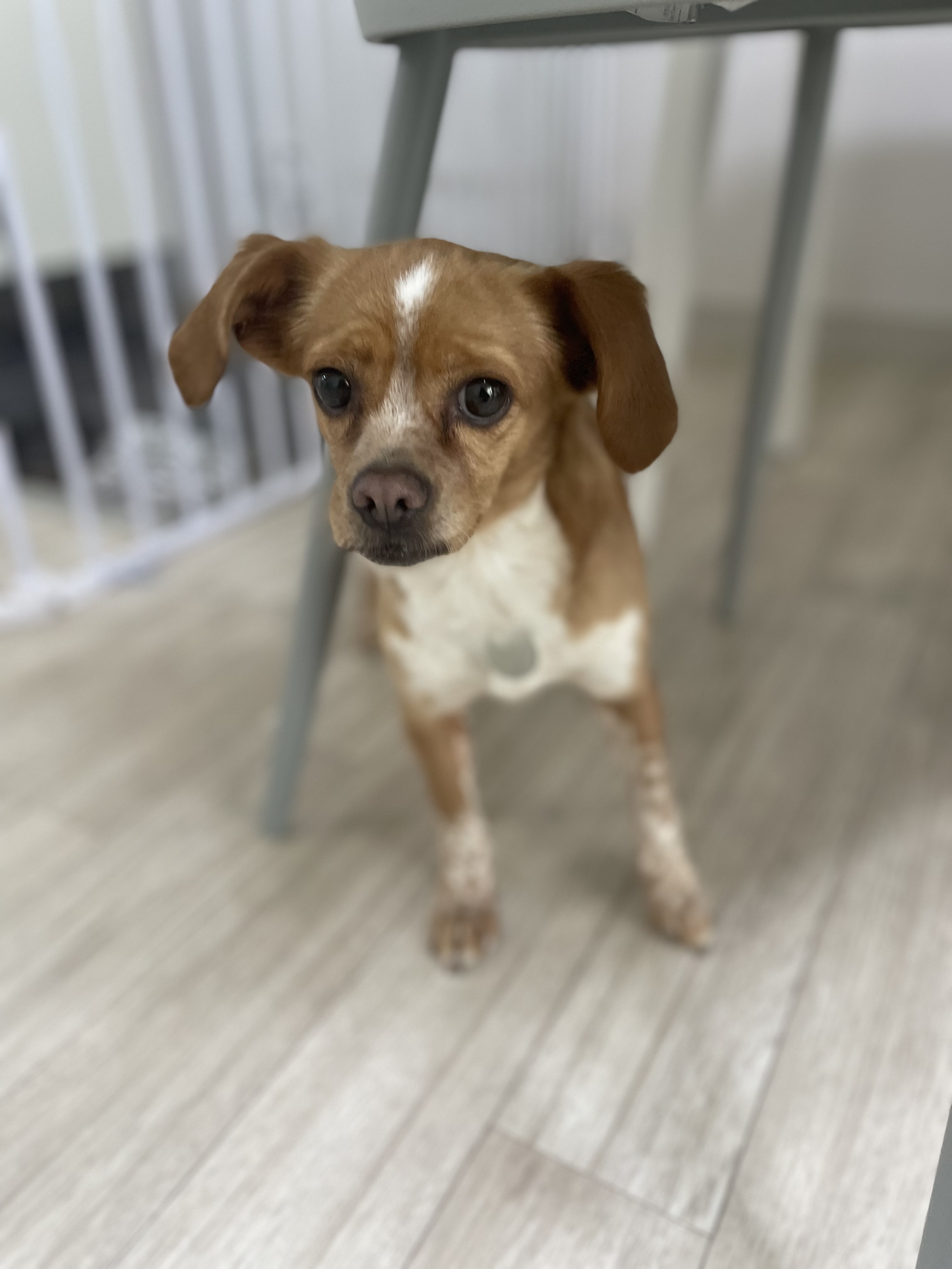 삐삐(밤이)가 일주일 되었어요