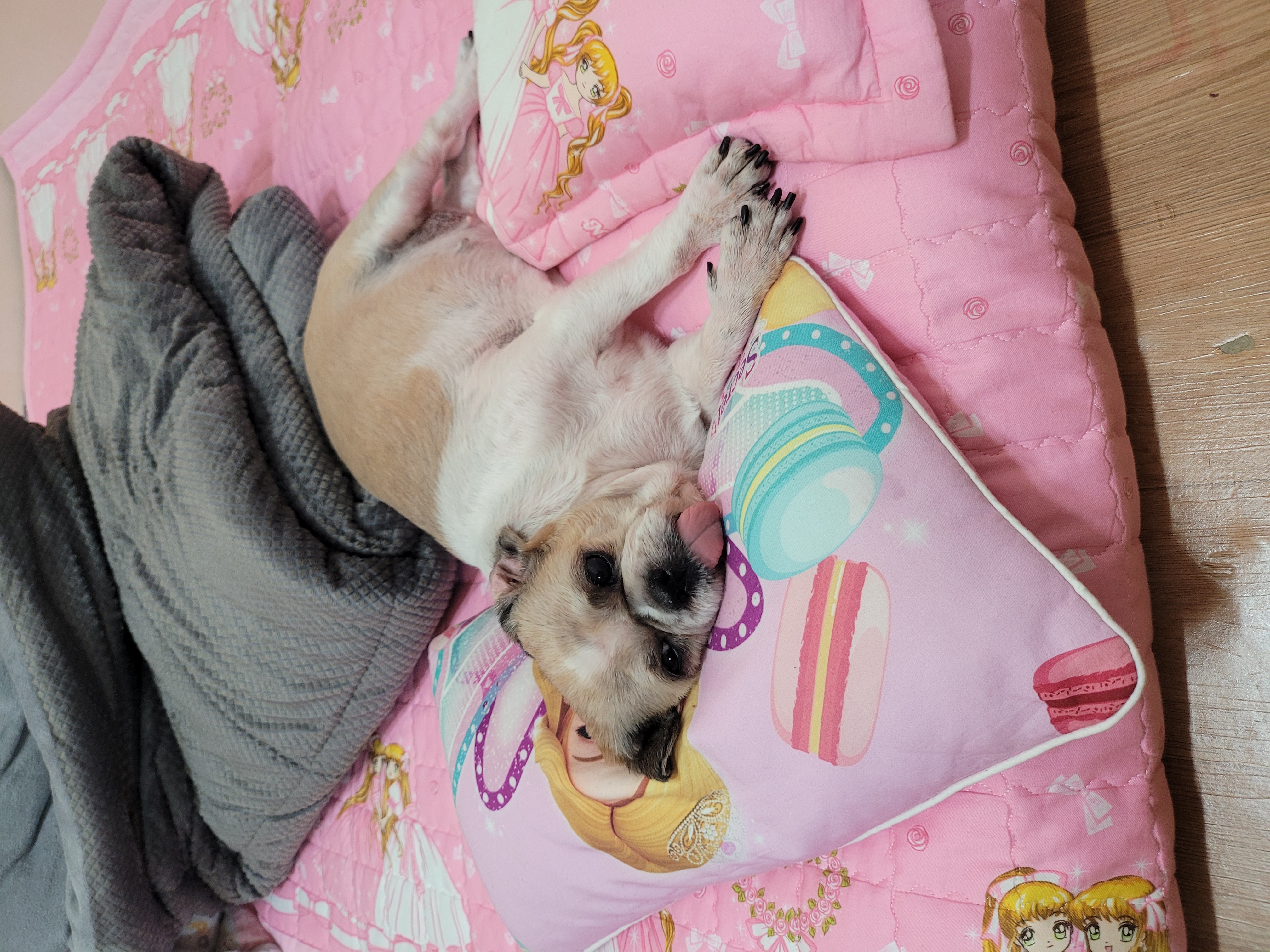 곤지암 시츄 원이 1년♡