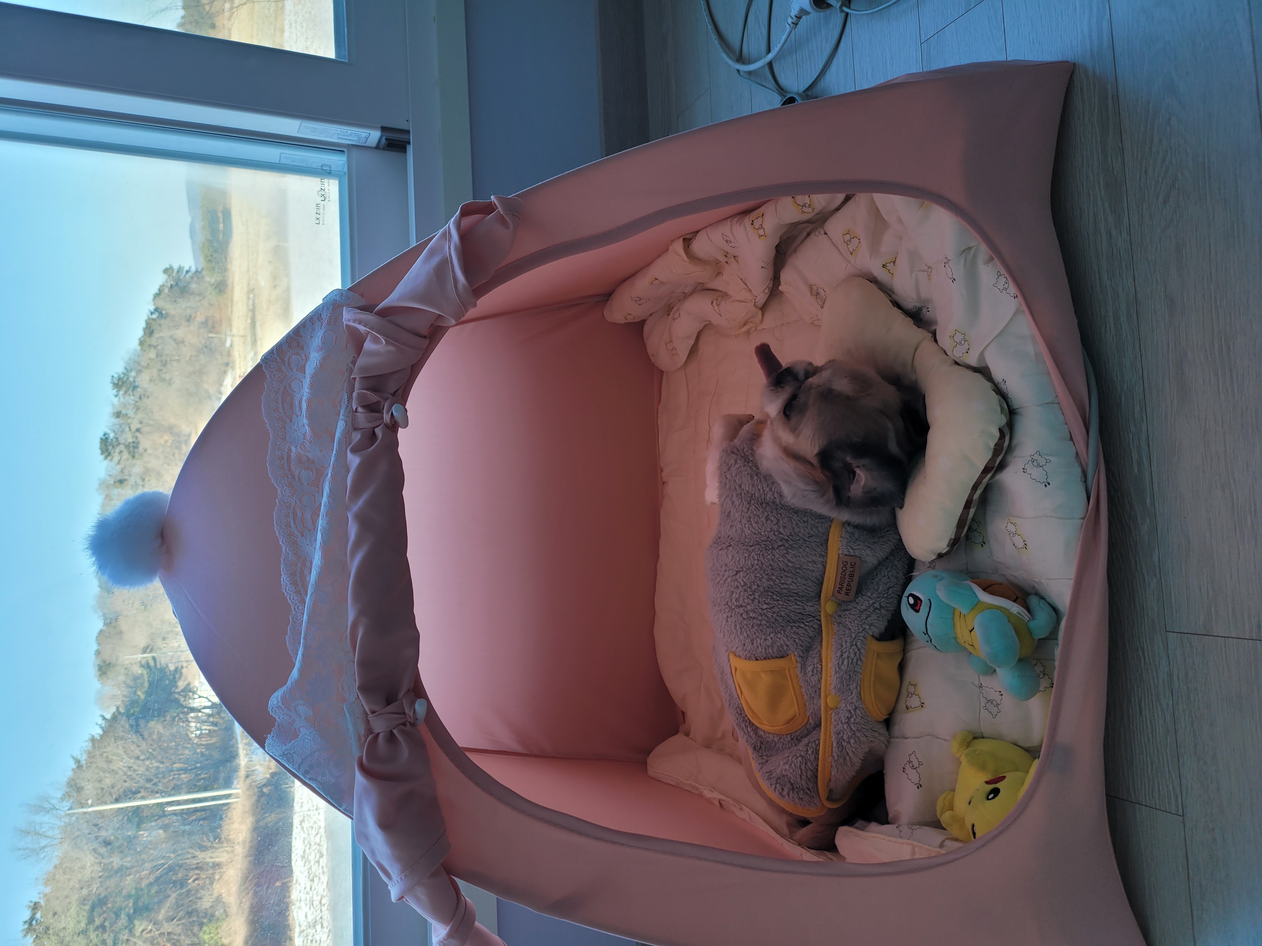 곤지암 시츄 원이 1년♡