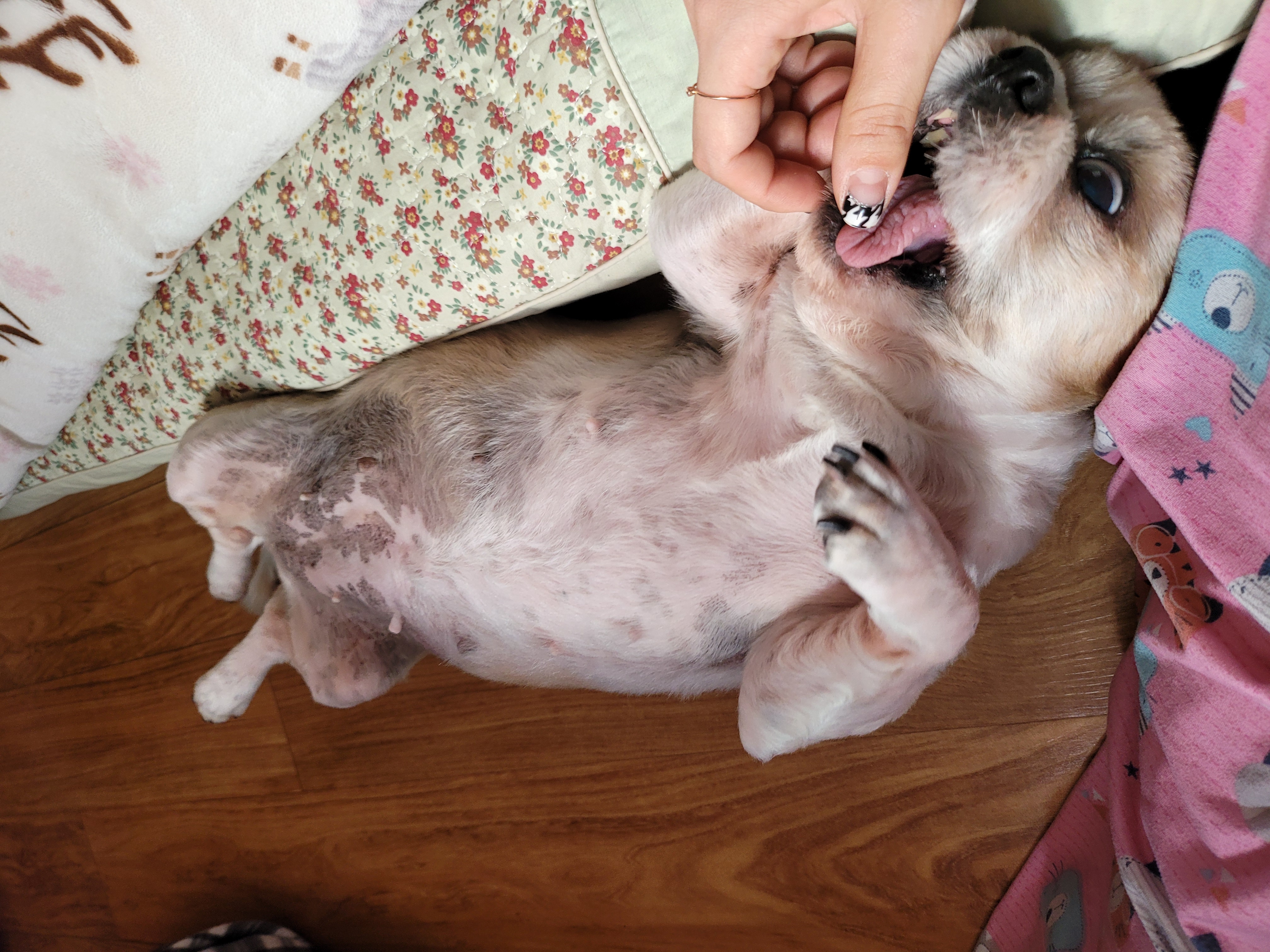 곤지암 시츄 원이 1년♡