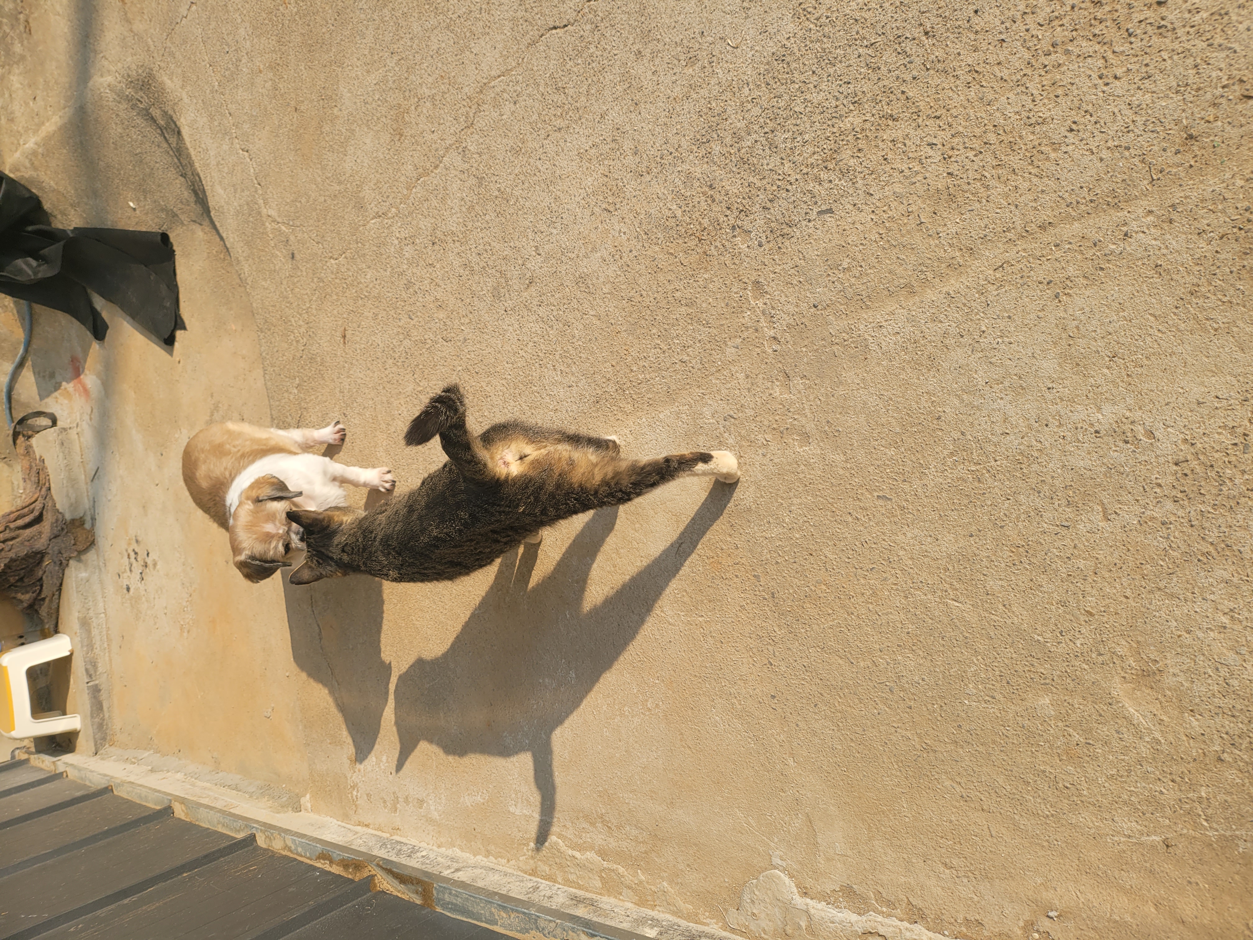 곤지암 시츄 원이 1년♡