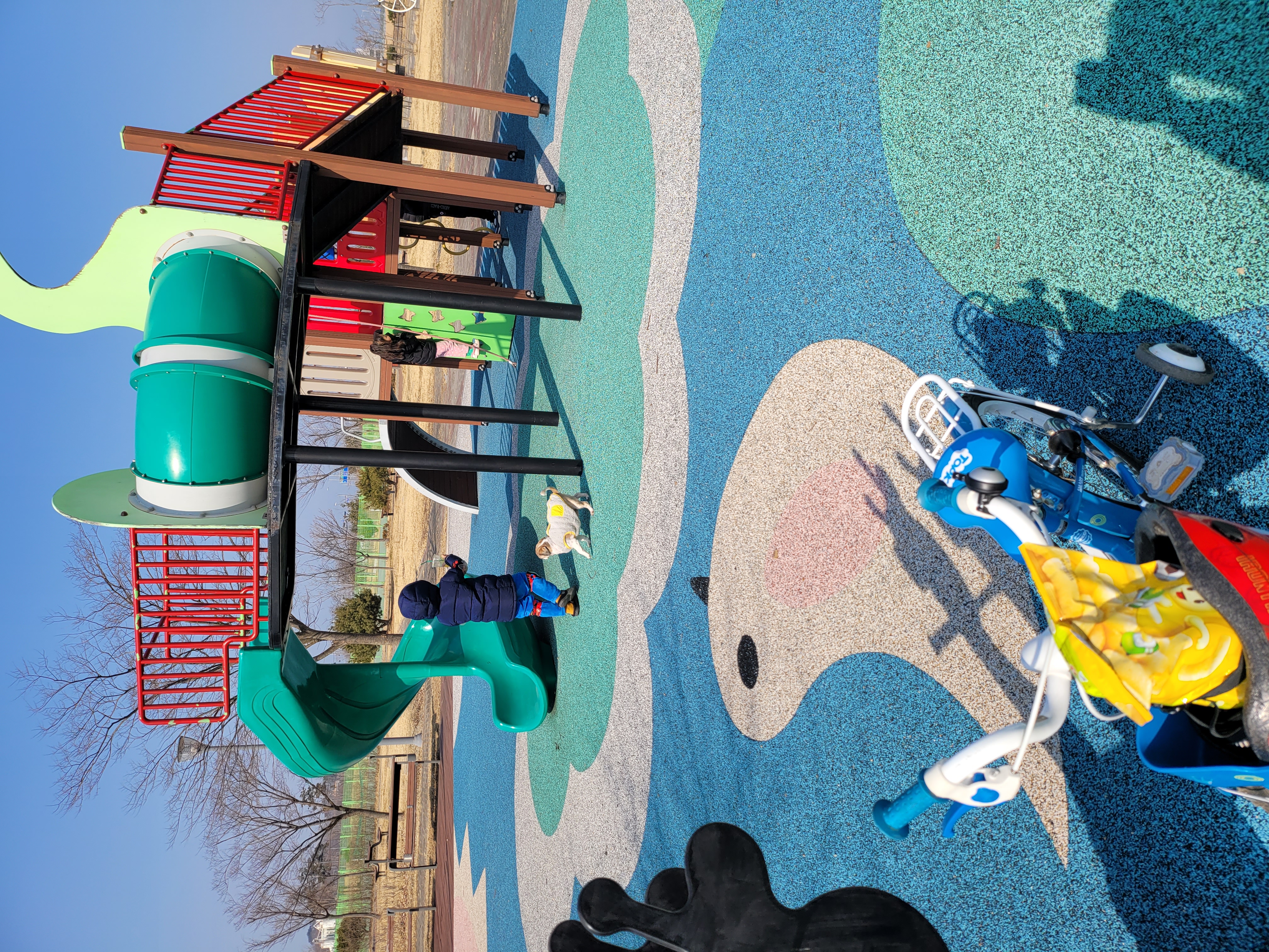 곤지암 시츄 원이 1년♡