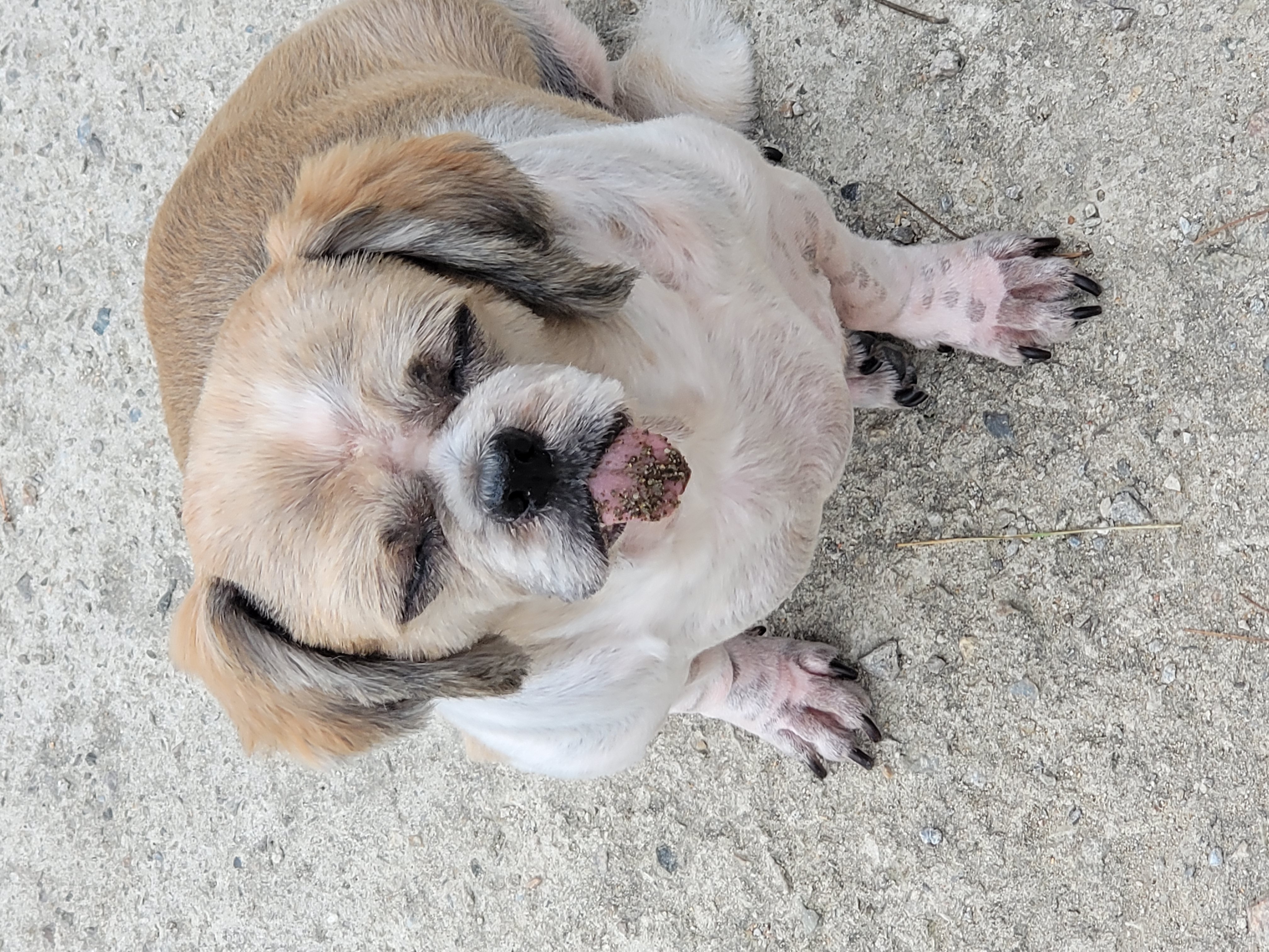 곤지암 시츄 원이 1년♡