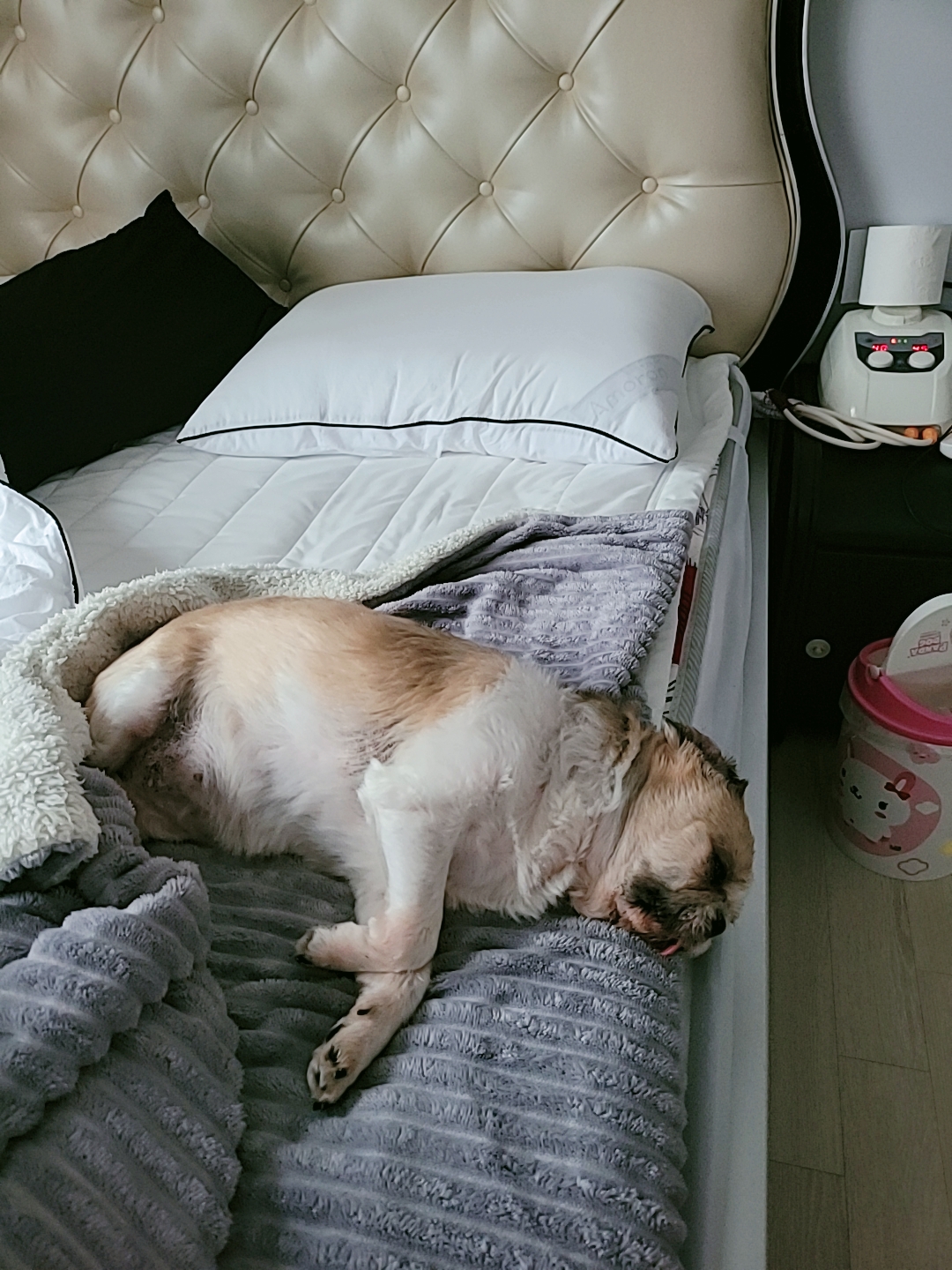 곤지암 시츄 원이 1년♡