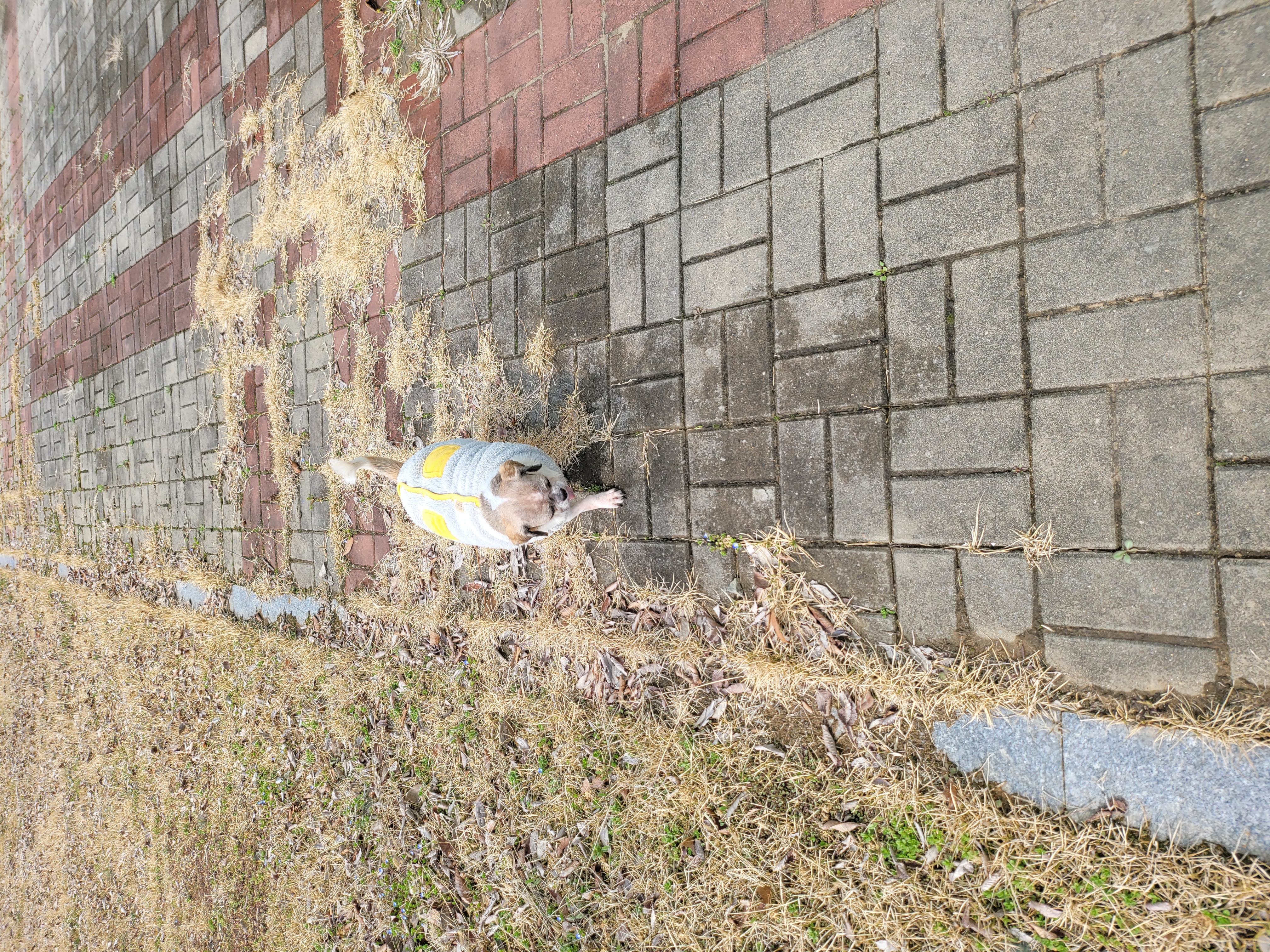 곤지암 시츄 원이 1년♡