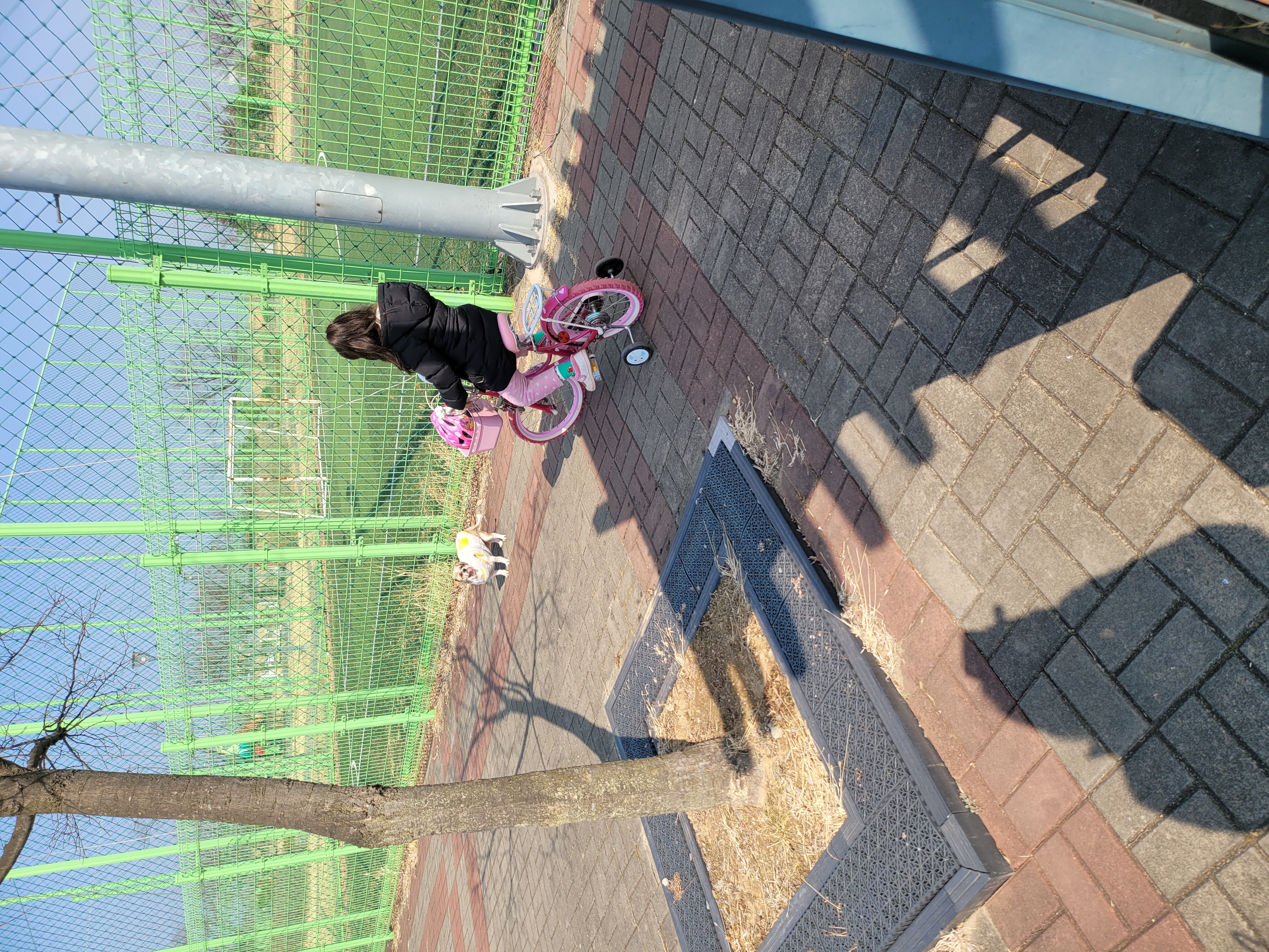 곤지암 시츄 원이 1년♡