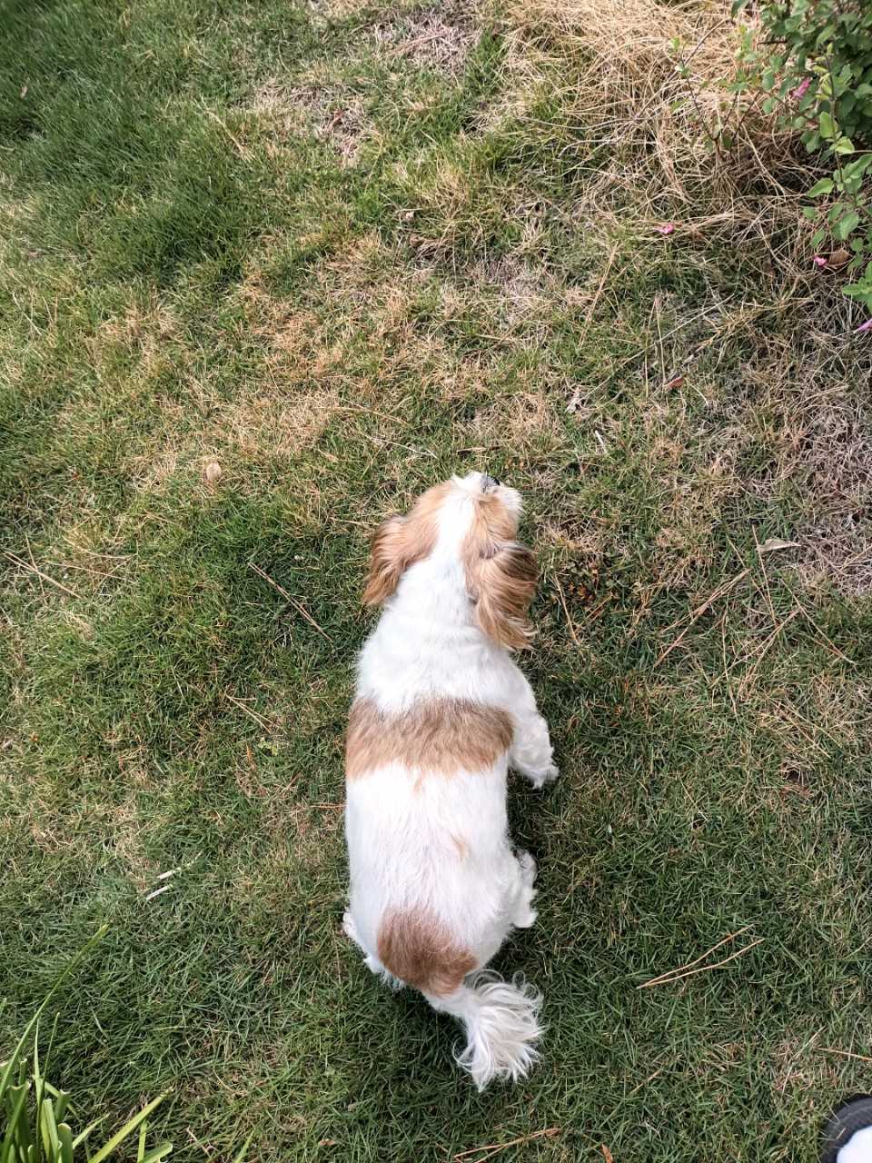 13년전 분양받은 엔젤 생일에