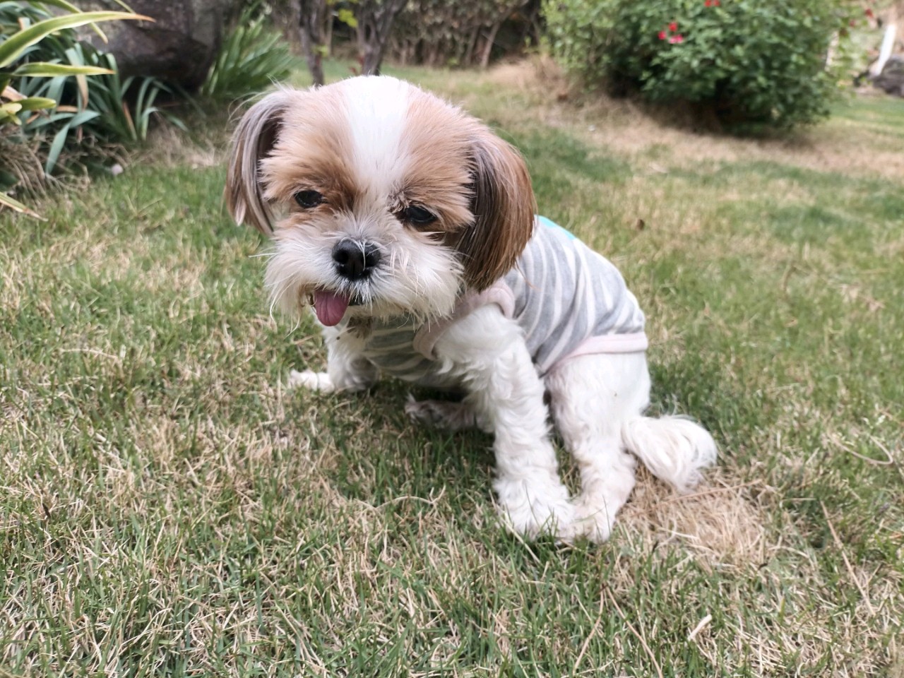 13년전 분양받은 엔젤 생일에