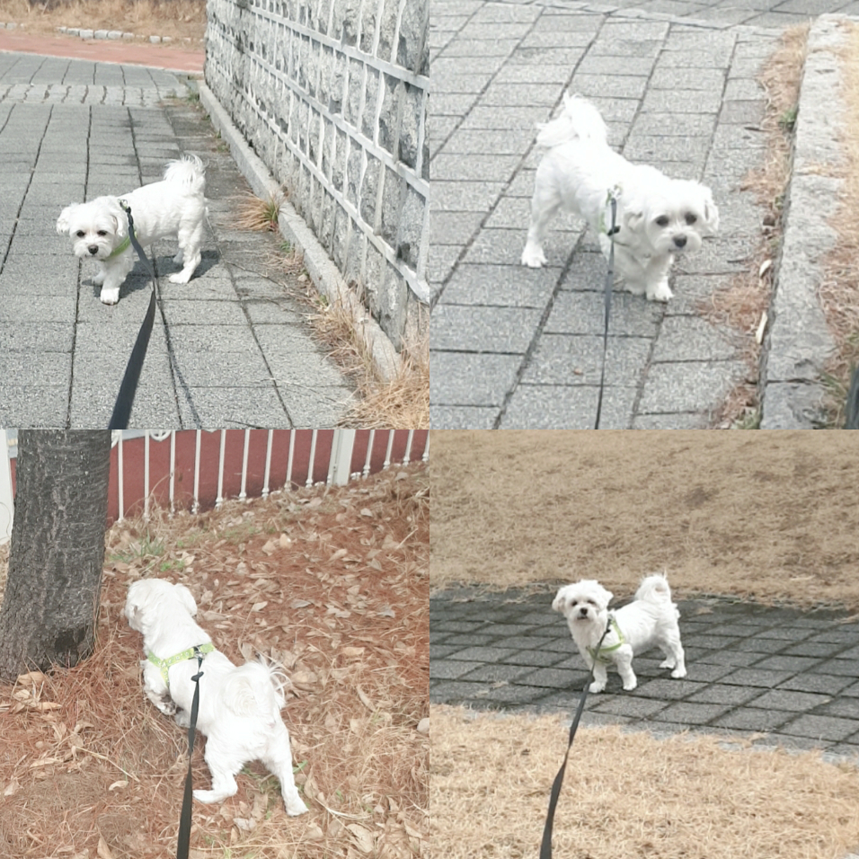 곤지암 청순(-->뽀미) 1년 근황