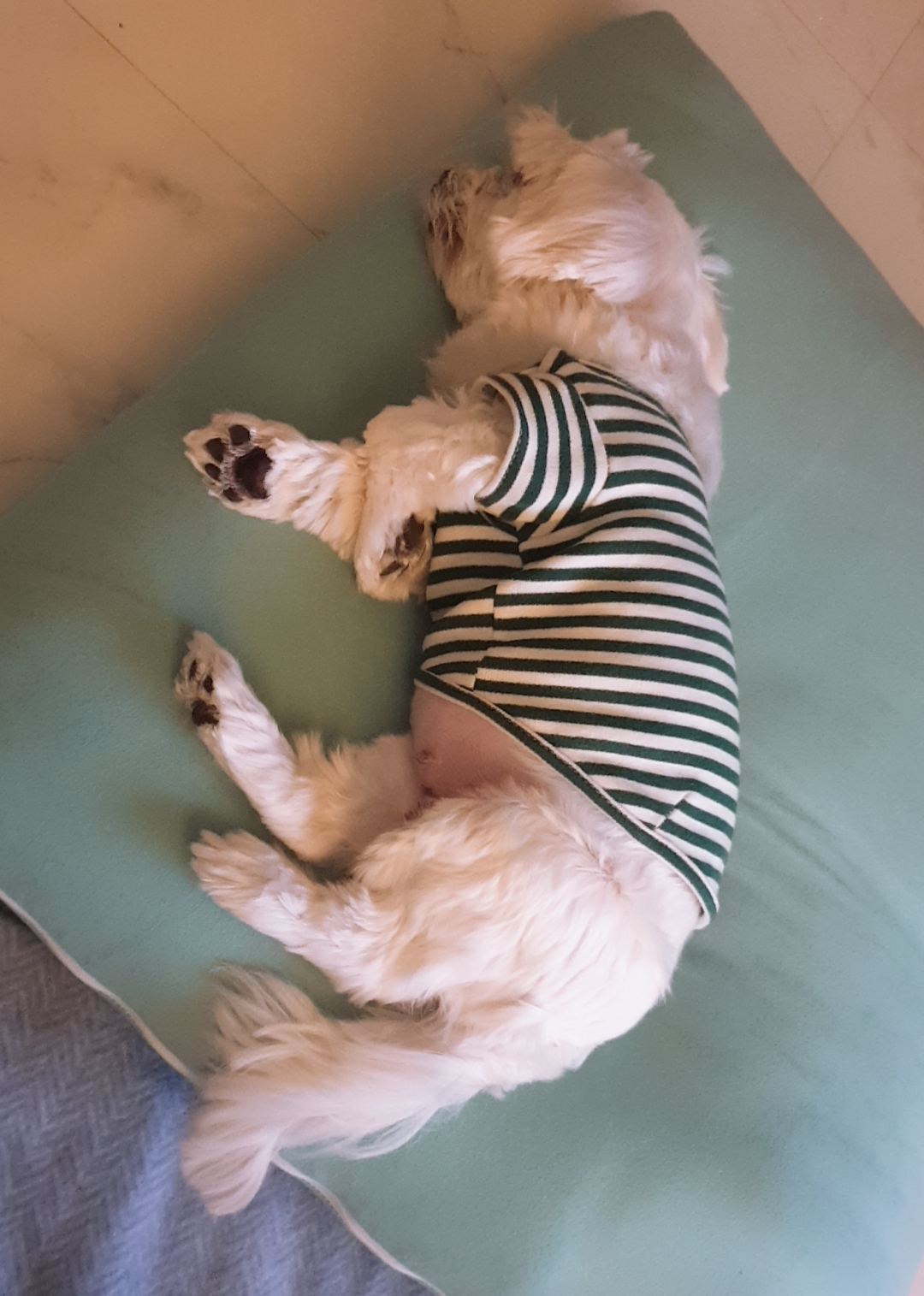 곤지암 청순(-->뽀미) 1년 근황