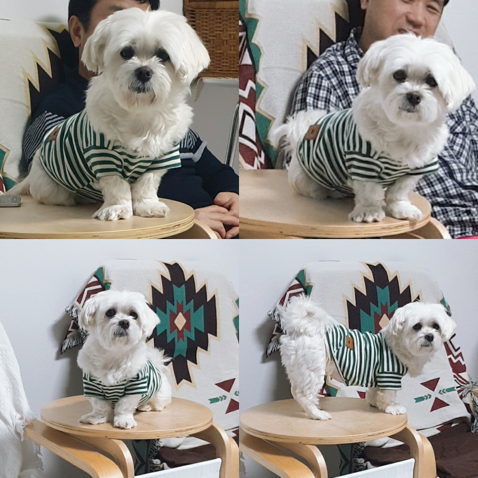 곤지암 청순(-->뽀미) 1년 근황