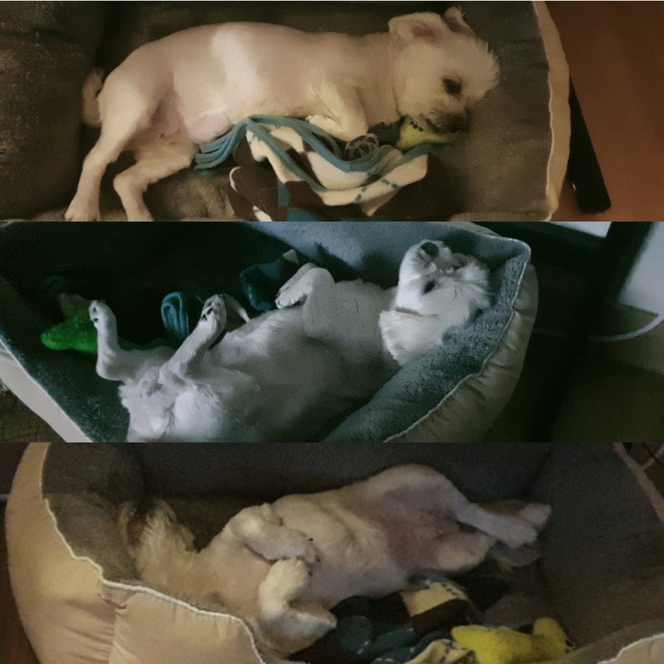 곤지암 청순(-->뽀미) 1년 근황