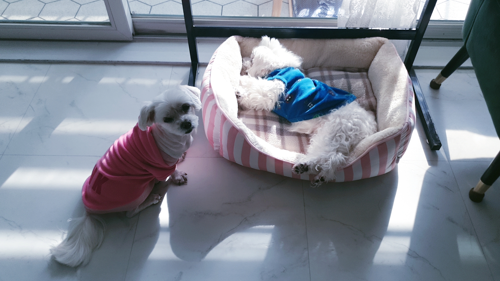 곤지암 청순(-->뽀미) 1년 근황