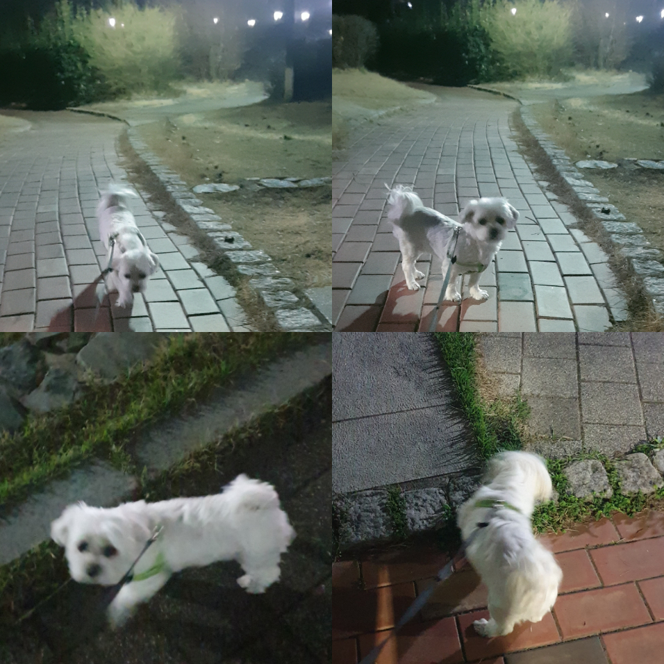 곤지암 청순(-->뽀미) 1년 근황