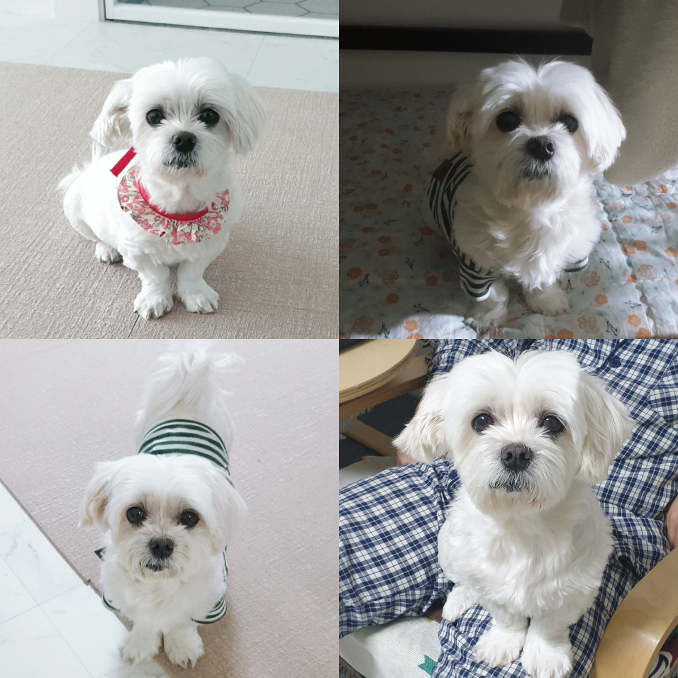 곤지암 청순(-->뽀미) 1년 근황