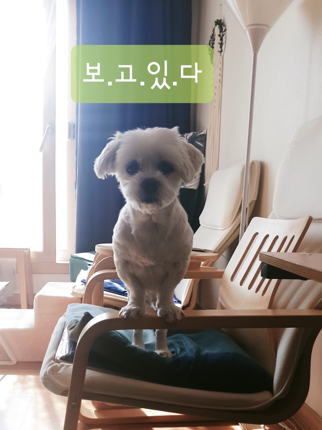 곤지암 청순(-->뽀미) 1년 근황